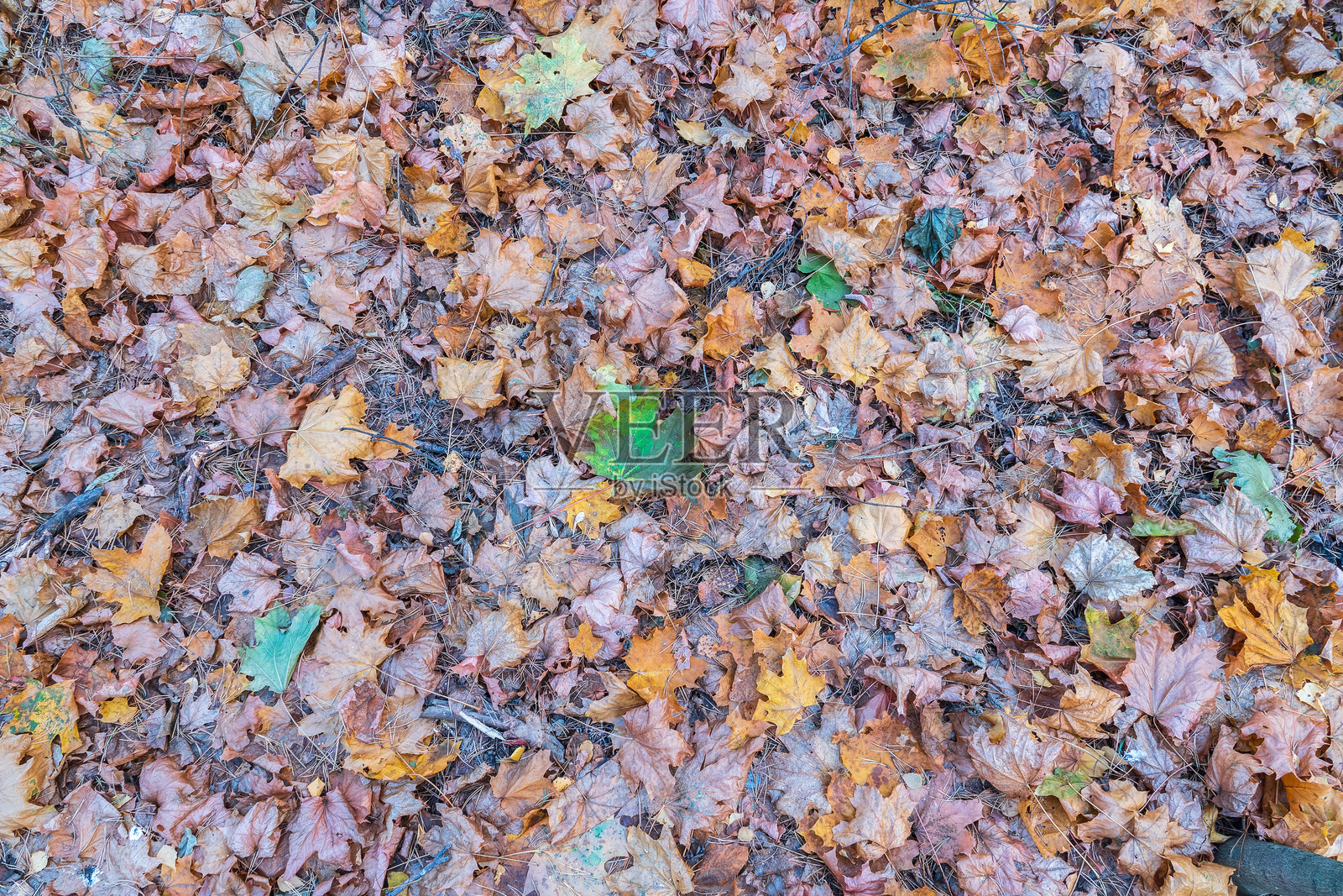 阳光下的橙色和黄色落叶。照片摄影图片