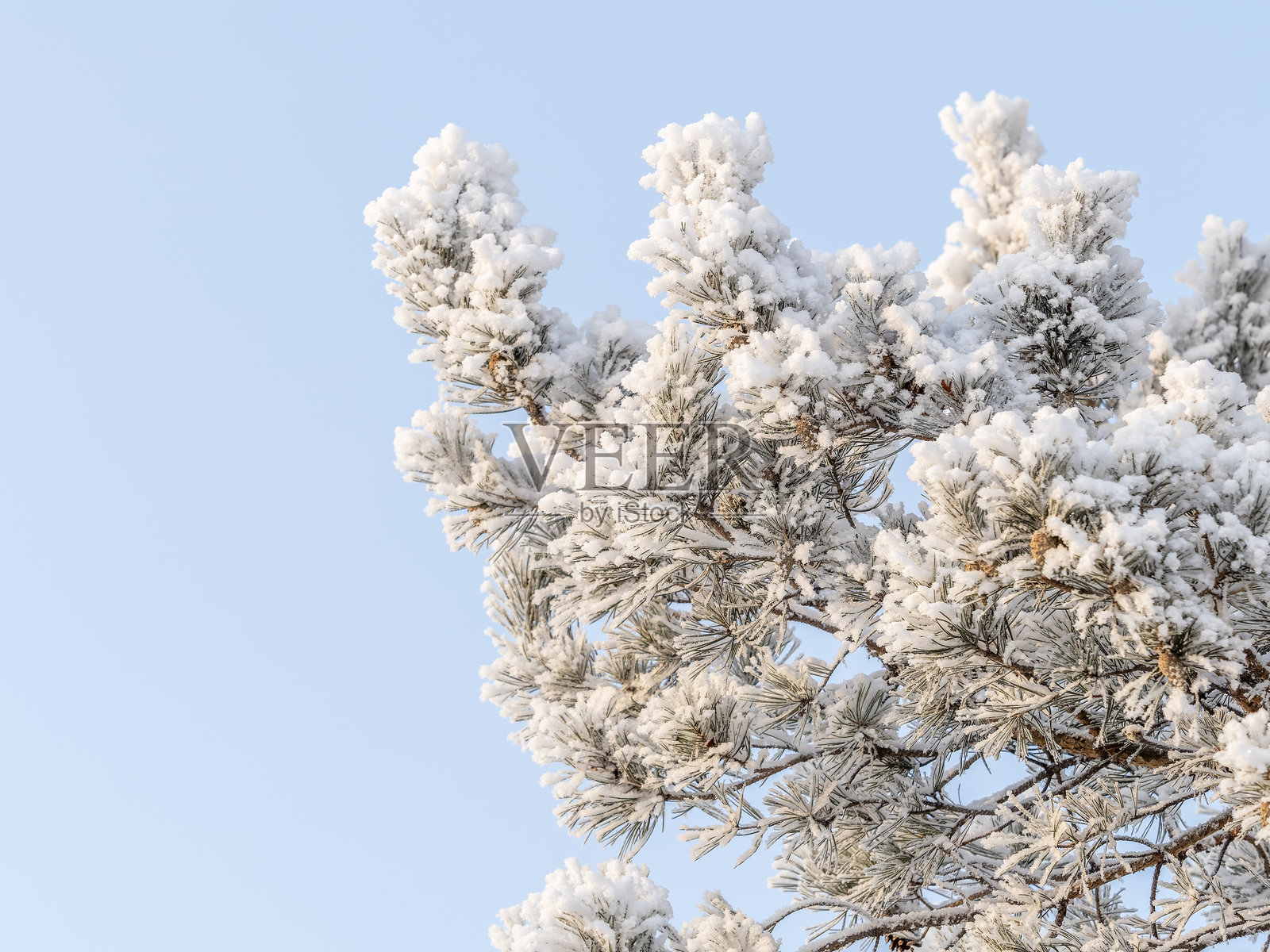 日落时分，松树枝和松针被雪覆盖照片摄影图片