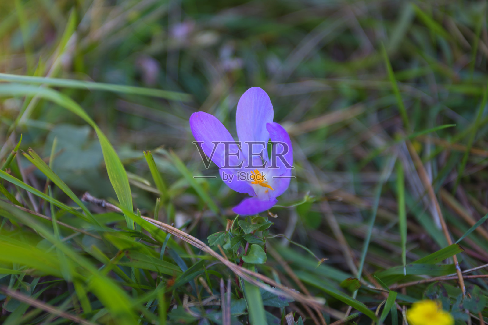 秋水仙. 藏红花照片摄影图片