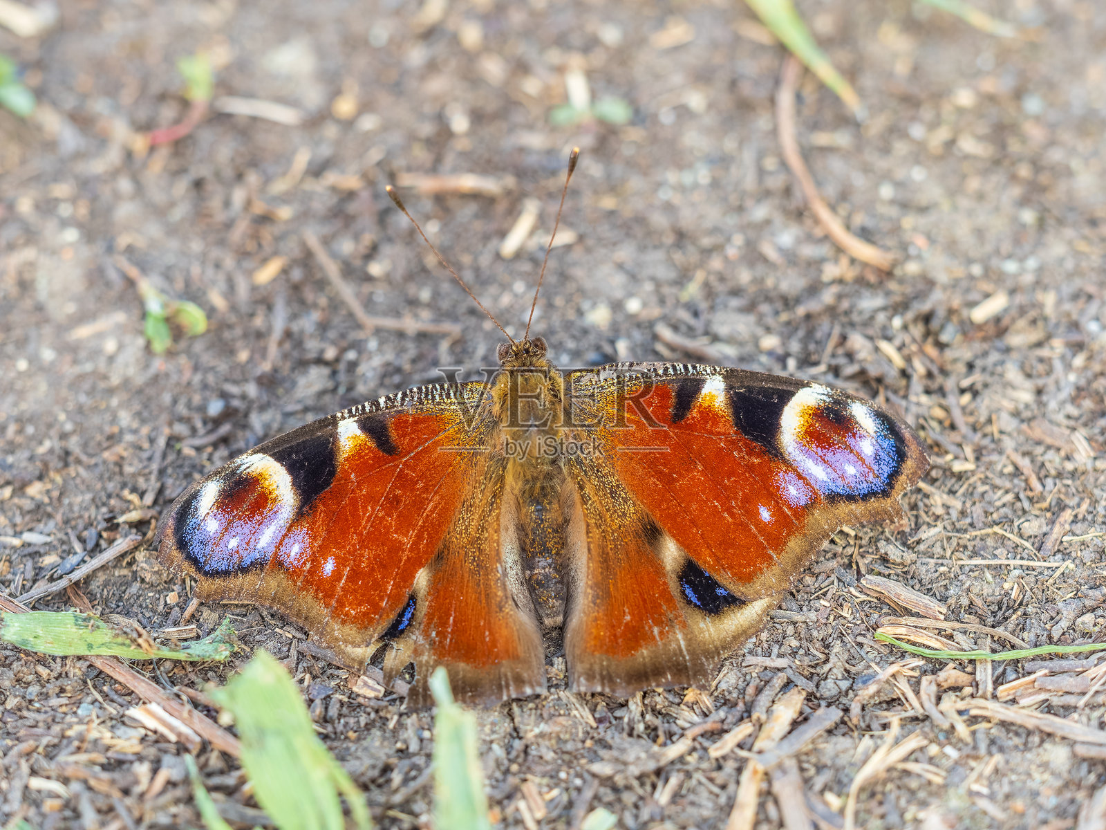 草地上的孔雀蝶照片摄影图片
