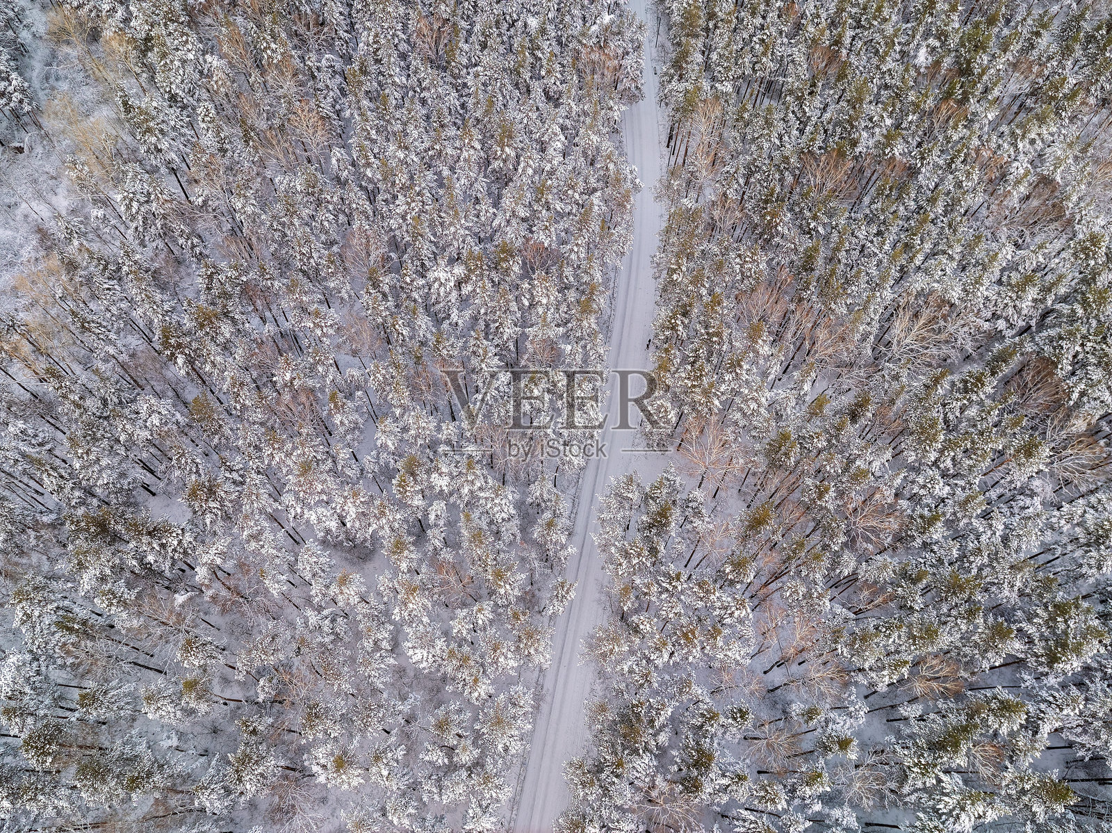 航拍冬季森林道路，高大的松树或云杉树被白雪覆盖。冬季驾车。照片摄影图片