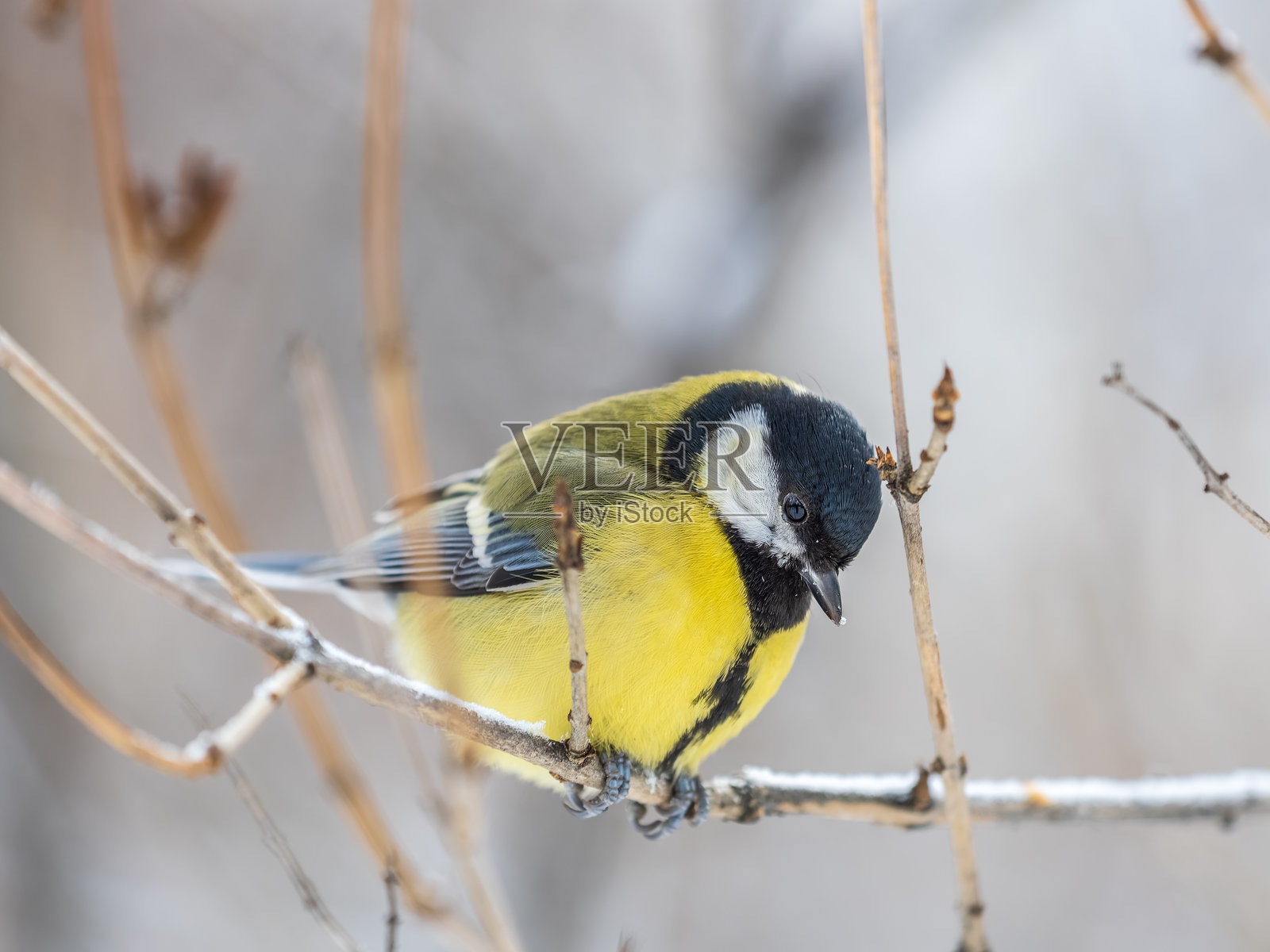 可爱的山雀，一只歌鸟栖息在漂亮的树枝上，背景是美丽的秋景照片摄影图片