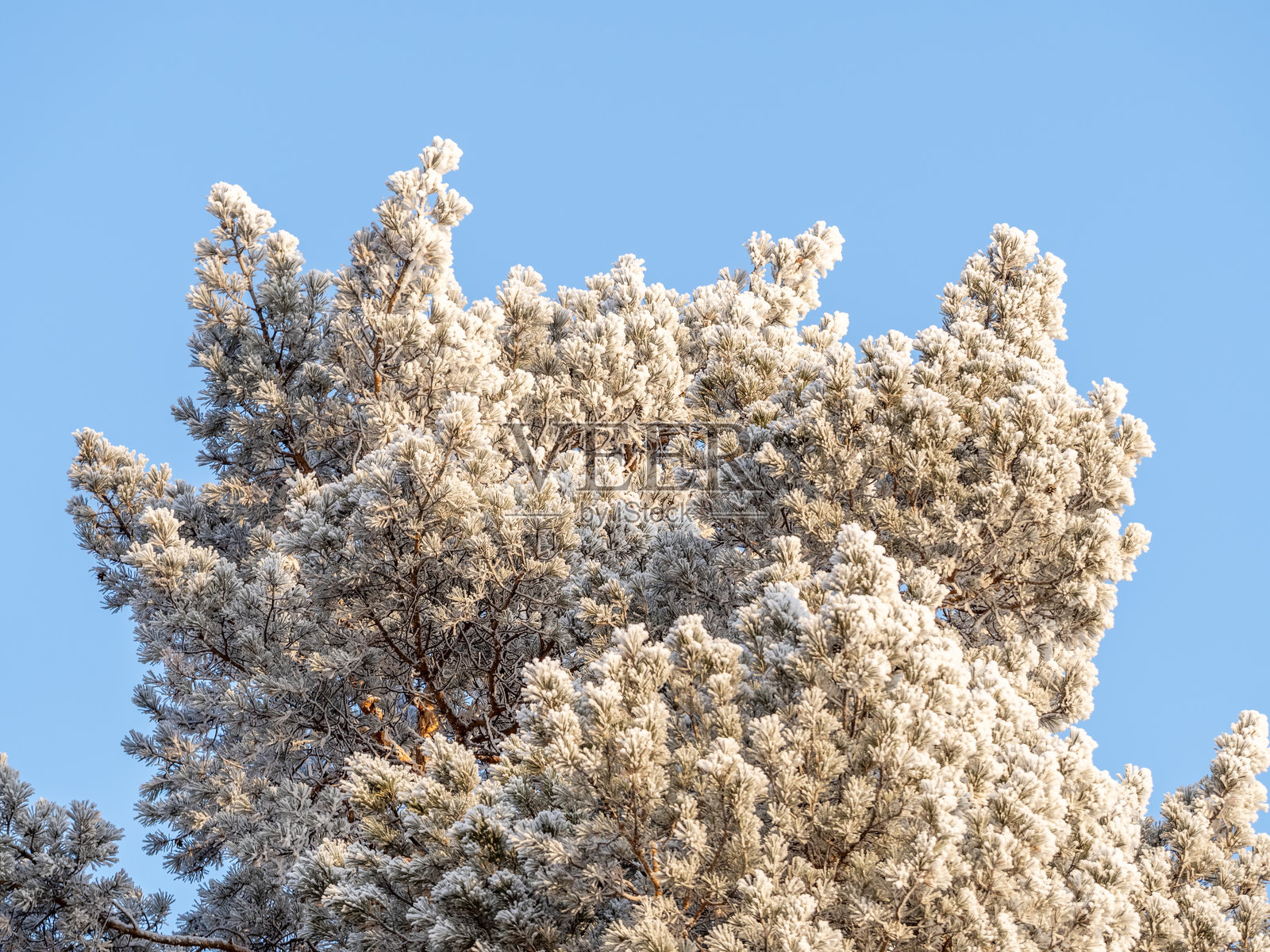 日落时分，松枝上的松针覆盖着雪花照片摄影图片