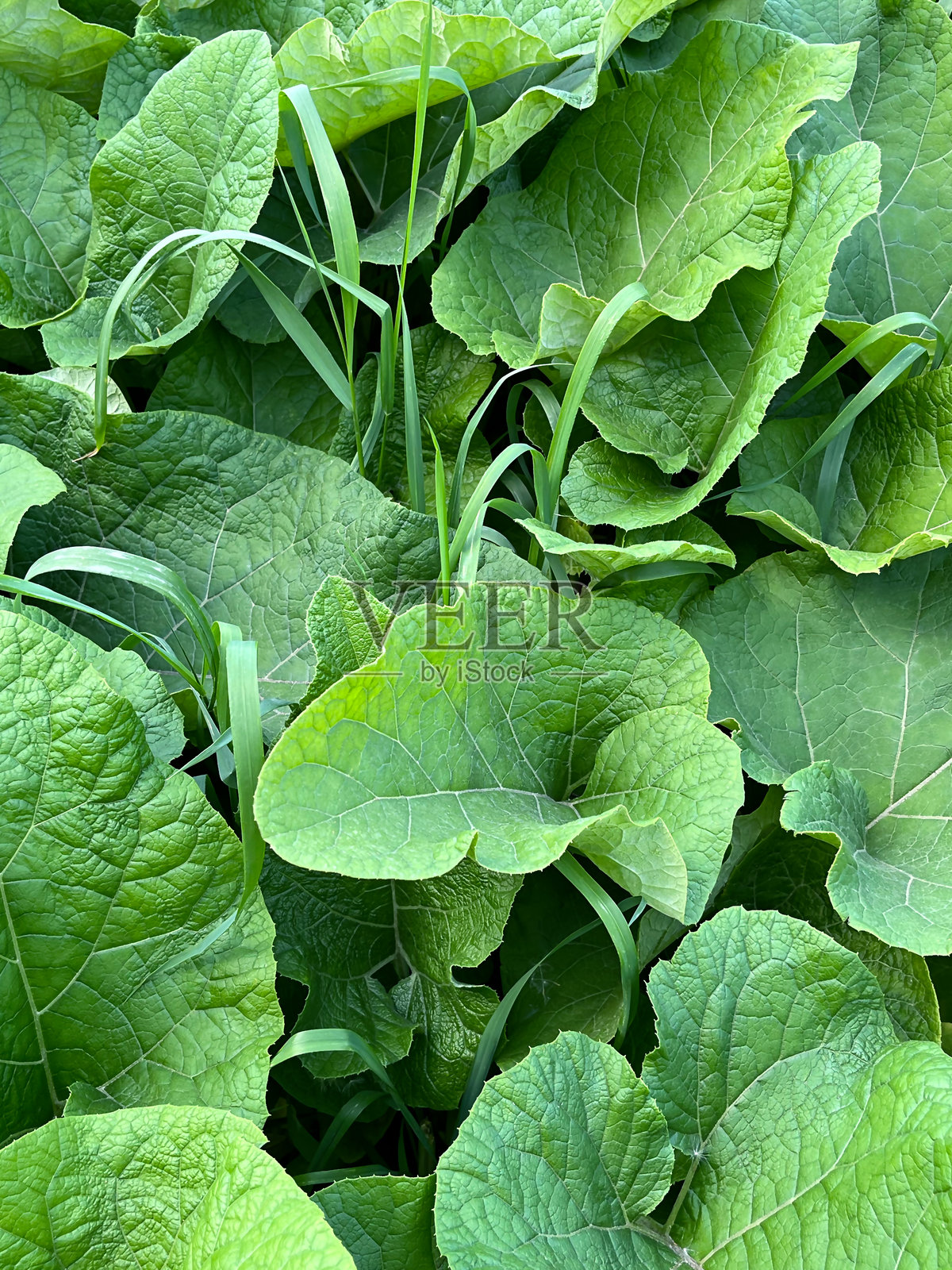 茂盛的牛蒡叶，叶片纹理丰富照片摄影图片