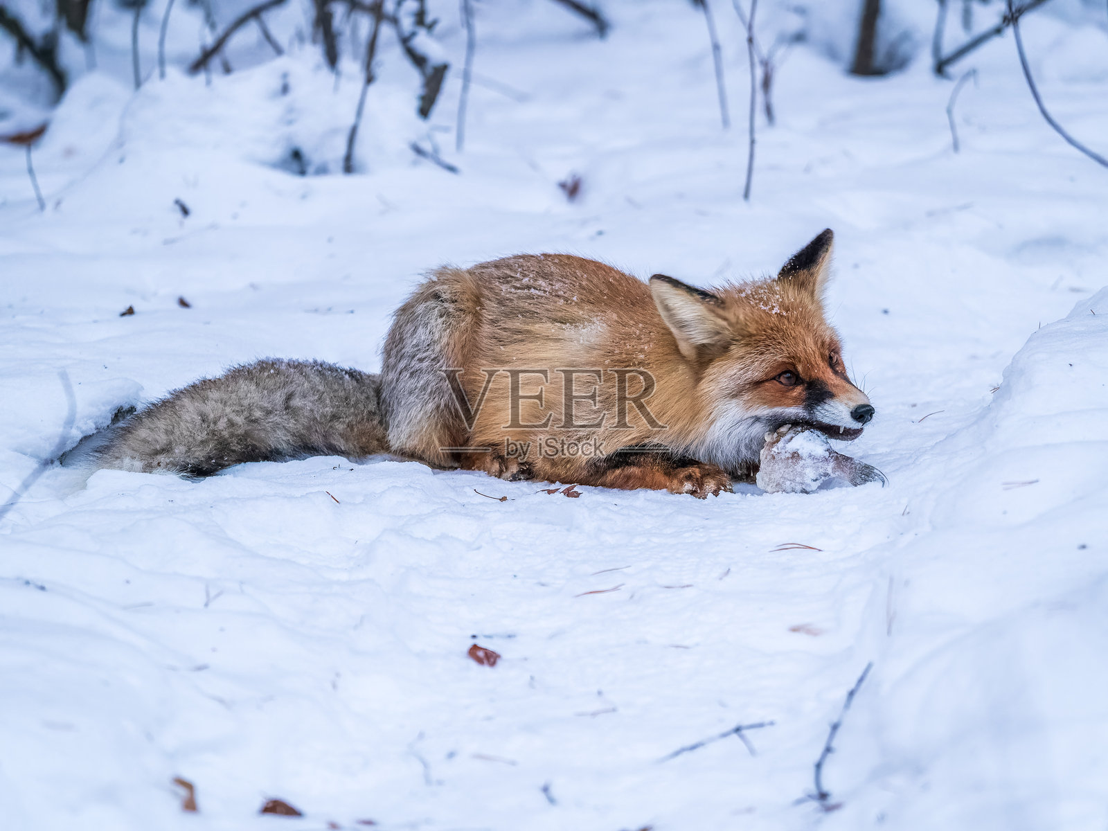 冬季森林中的欧洲赤狐（Vulpes vulpes）照片摄影图片