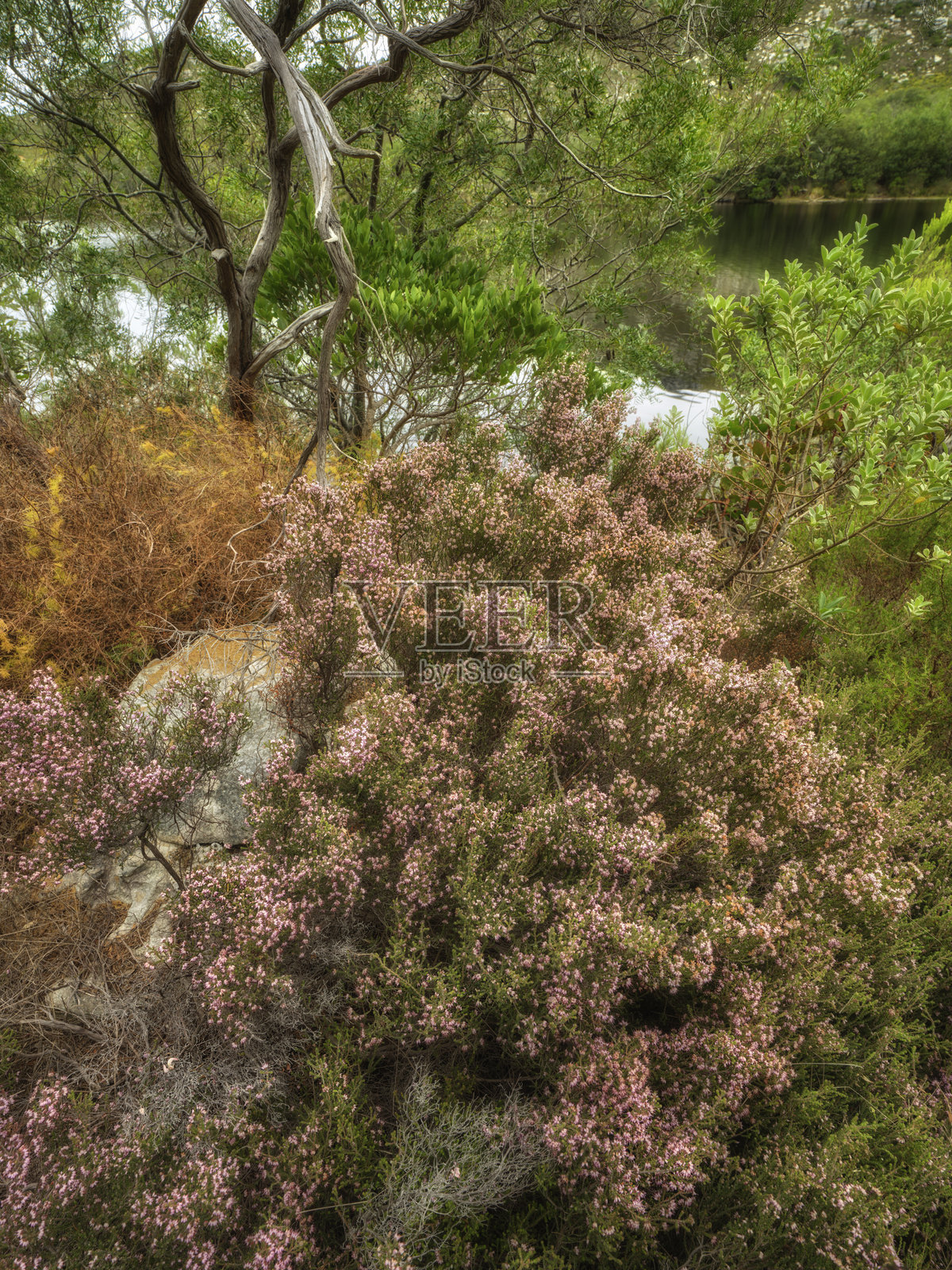 南非宁静的风景，野生的石楠花和树木倒影照片摄影图片
