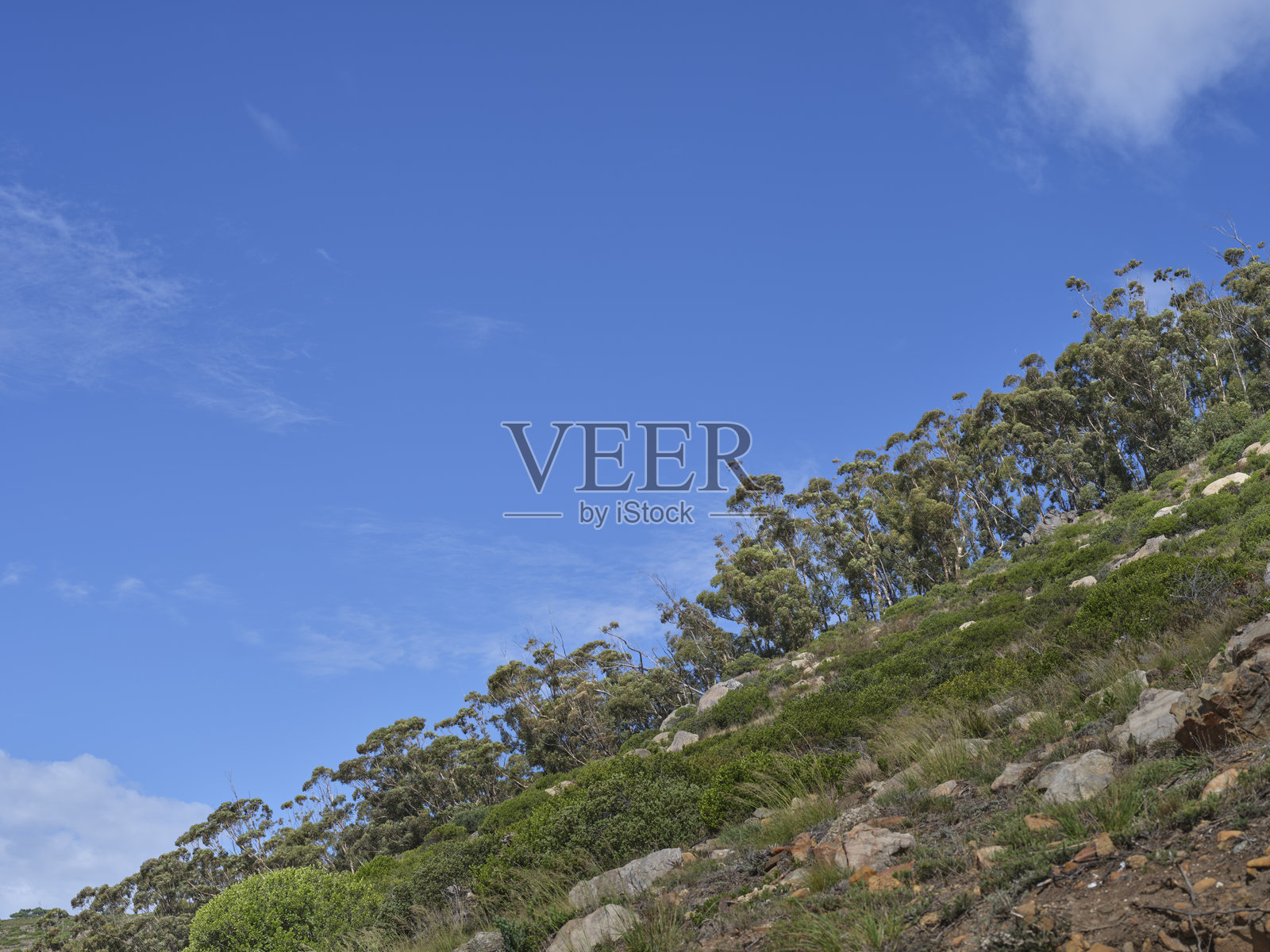 南非西部开普敦，山坡上绿灌木和高大树木点缀的宁静山坡景观，天空湛蓝照片摄影图片