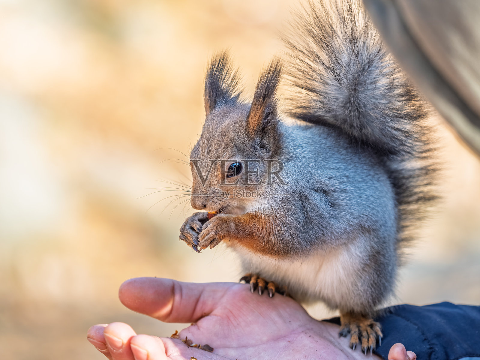 一只欧亚红松鼠在春天或秋天从人手中取食坚果。学名：Sciurus vulgaris照片摄影图片