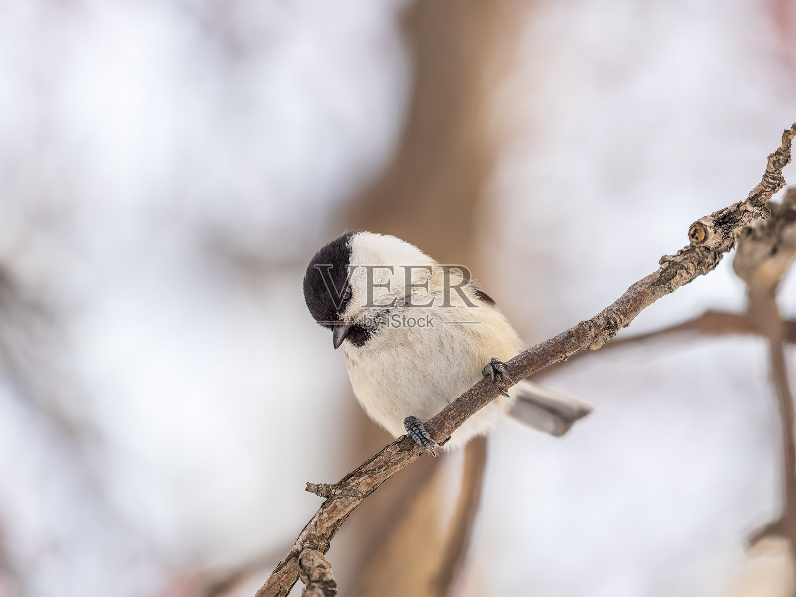 可爱的小山雀，一只歌鸟，在冬天栖息在光秃秃的树枝上。照片摄影图片