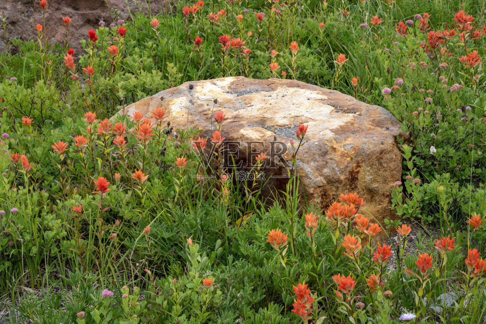 岩石周围盛开的印第安刷子花照片摄影图片