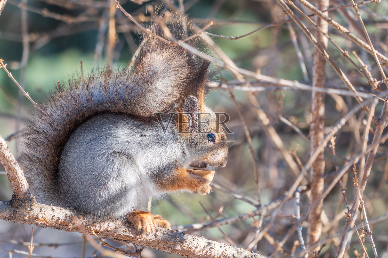 冬天或深秋时节，一只松鼠坐在树上，嘴里叼着一颗坚果。照片摄影图片