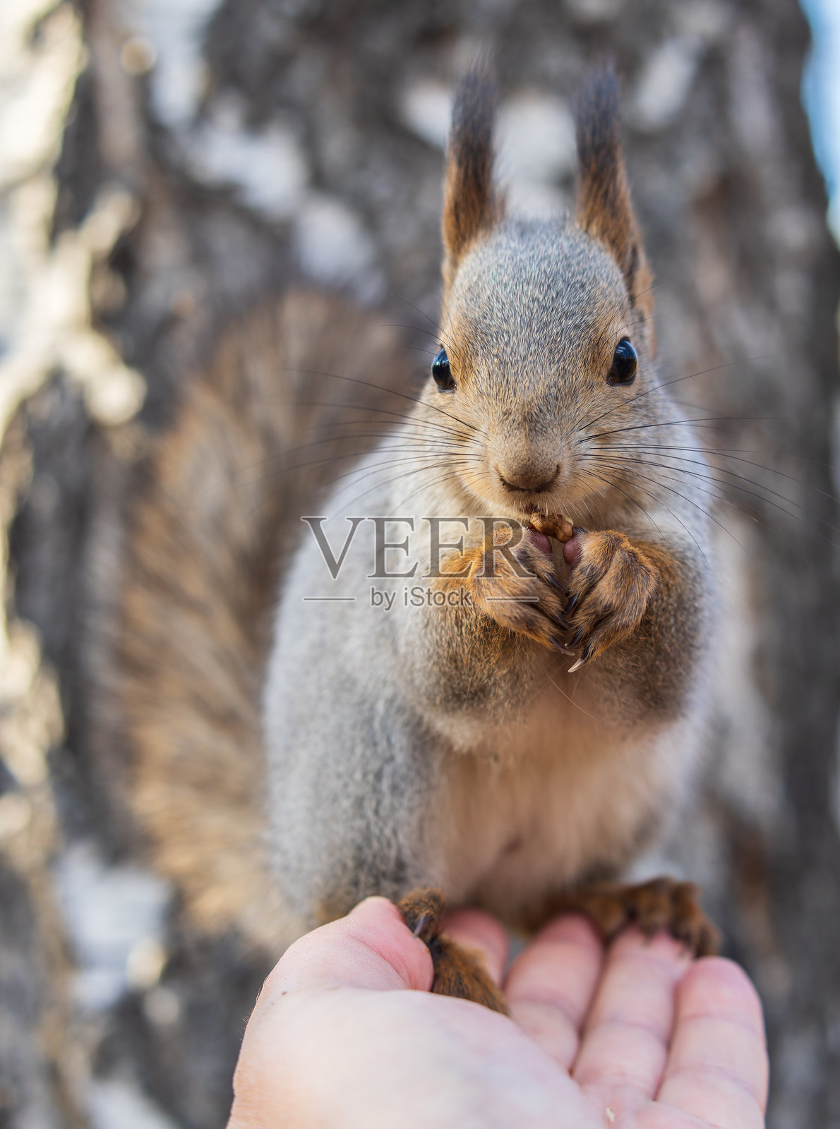 一只松鼠在秋天从人类手中吃坚果。欧亚红松鼠，Sciurus vulgaris照片摄影图片