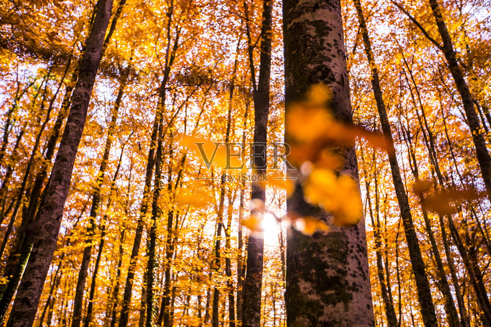 西班牙加罗特萨拉·法赫达·恩霍尔达森林的秋景照片摄影图片