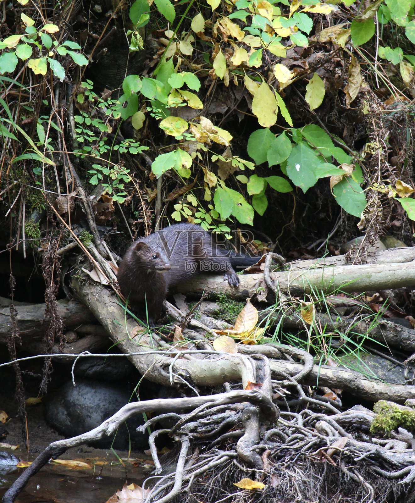 河岸上的野貂照片摄影图片