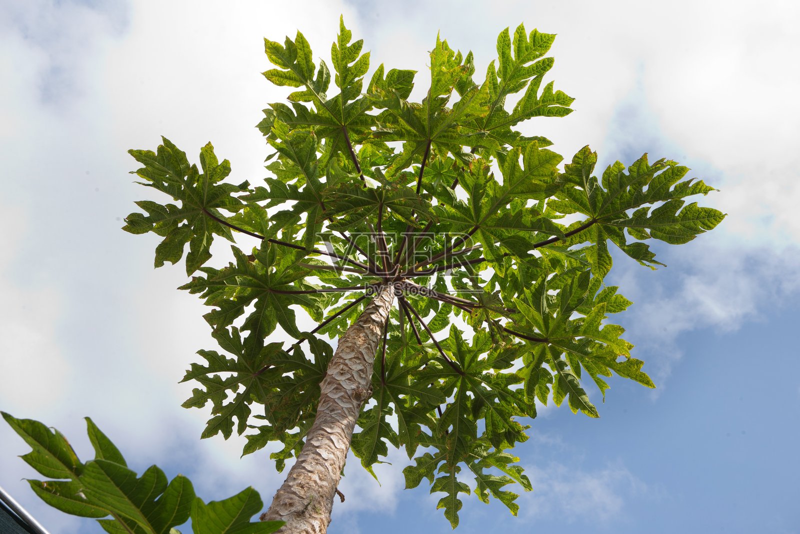 木瓜树。秘鲁卡马纳的景色与风景。照片摄影图片