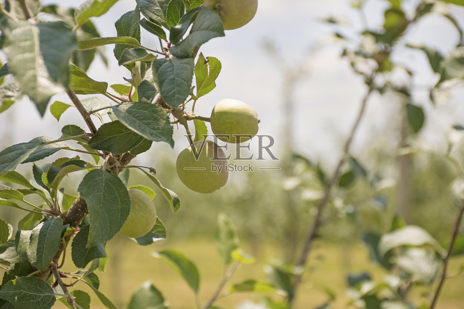 桃树照片摄影图片