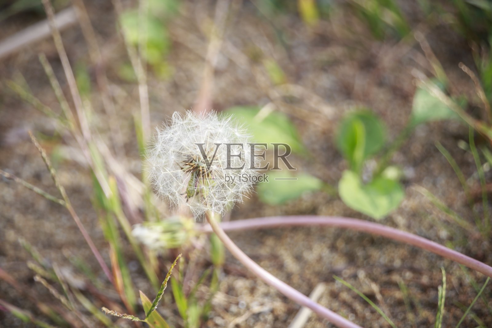 野外草地上蒲公英脆弱的绒毛特写照片摄影图片