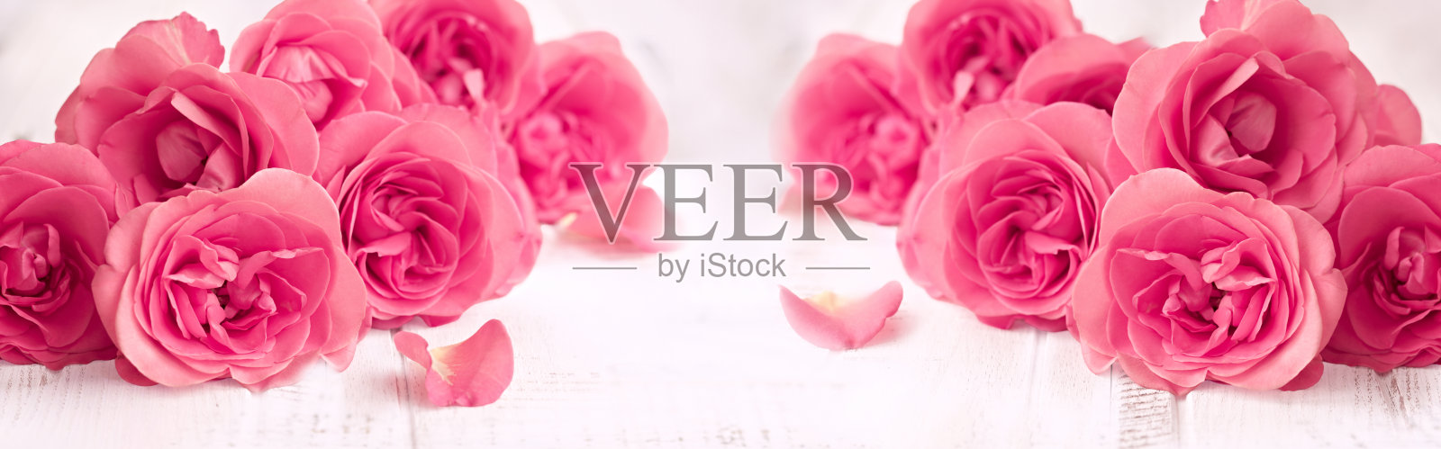 白色木质背景上的优雅粉色玫瑰：浪漫花艺布置照片摄影图片