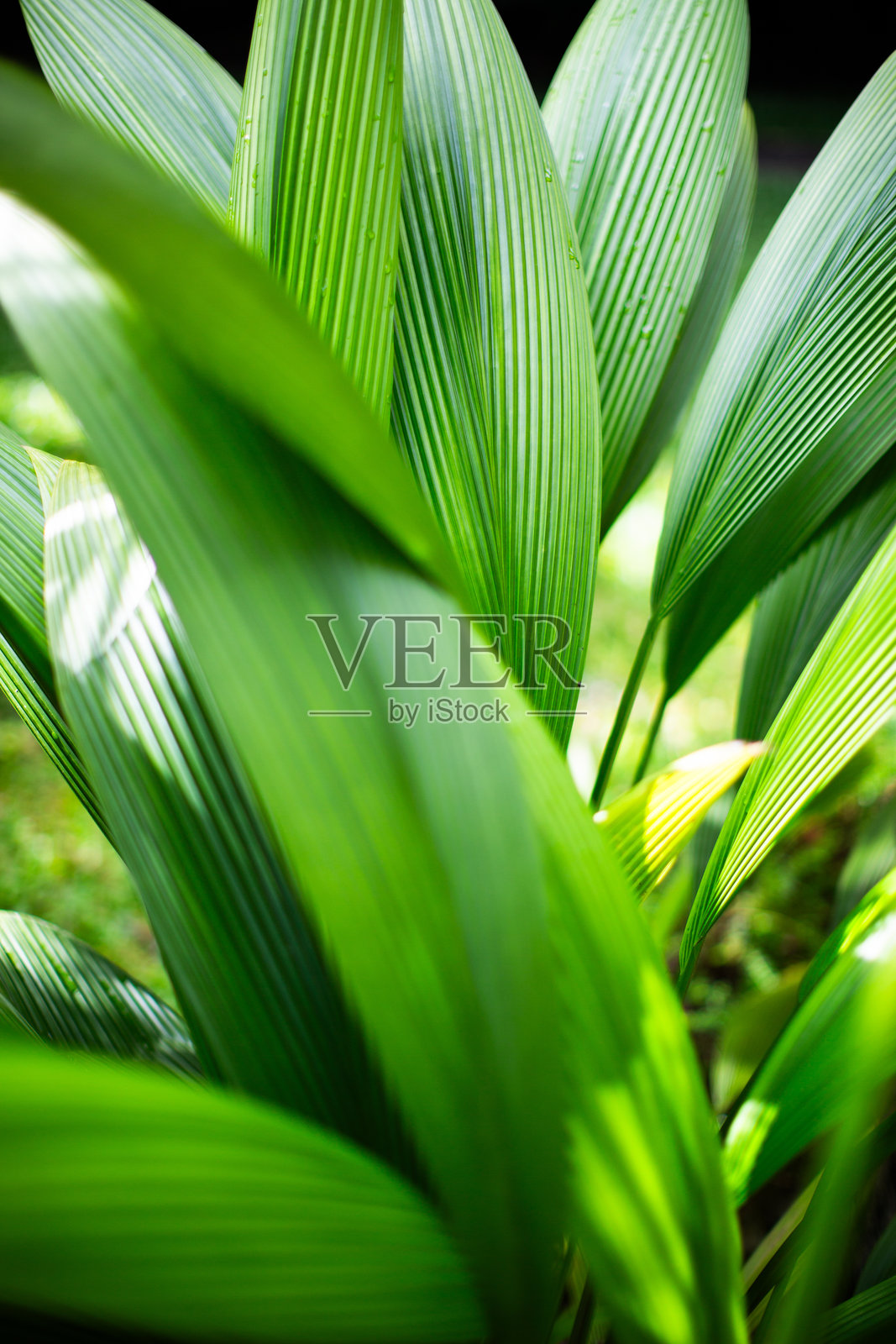近距离视角展示巴厘岛热带植物宽阔的带状绿色叶子，叶脉平行且细节清晰，沐浴在柔和的自然光下照片摄影图片