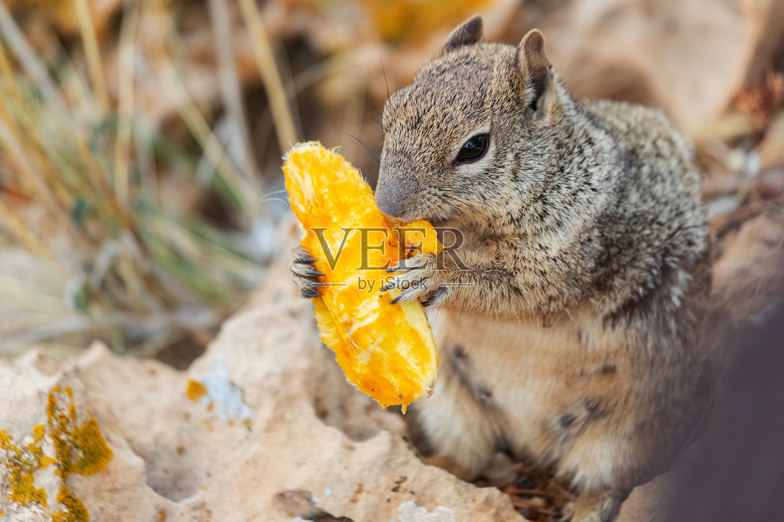 请勿在自然环境中用人类食物喂养野生松鼠照片摄影图片
