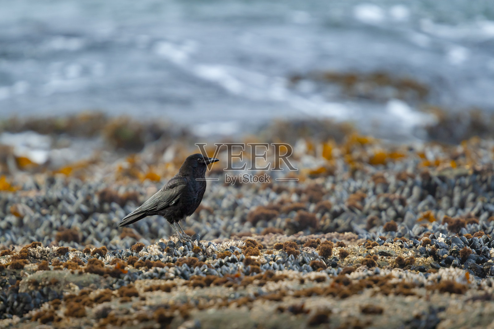 美洲乌鸦（Corvus brachyrhynchos）或西北乌鸦（Corvus brachyrhynchos caurinus）在加拿大温哥华岛的植物海滩上。照片摄影图片