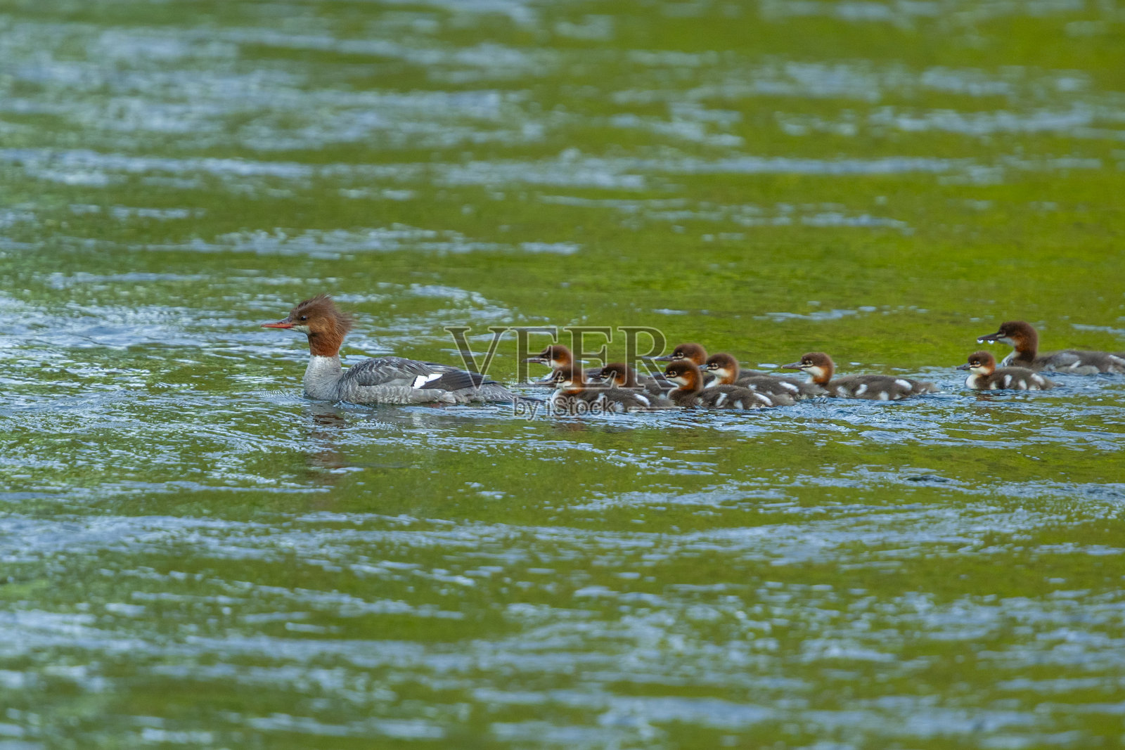 普通秋沙鸭（Mergus merganser）的雌鸟带着幼鸟在加拿大温哥华岛游泳照片摄影图片