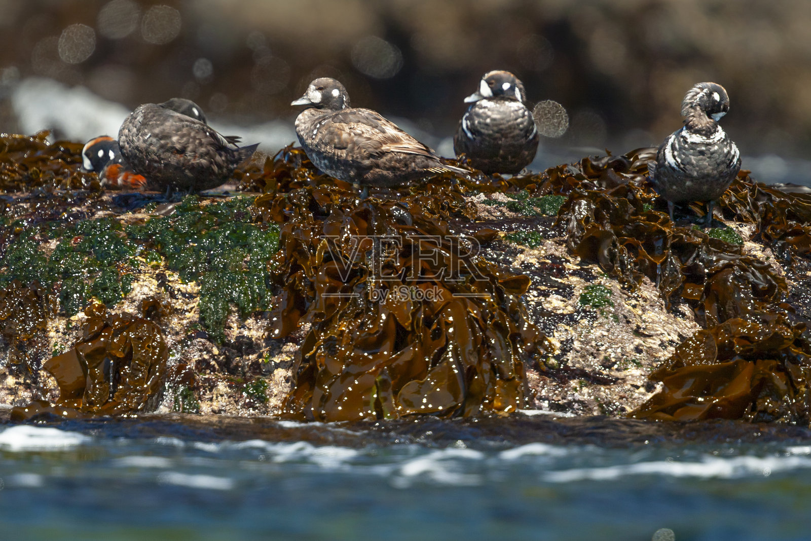 岩石上的戏谑鸭（Histrionicus histrionicus），加拿大温哥华岛植物园海滩照片摄影图片