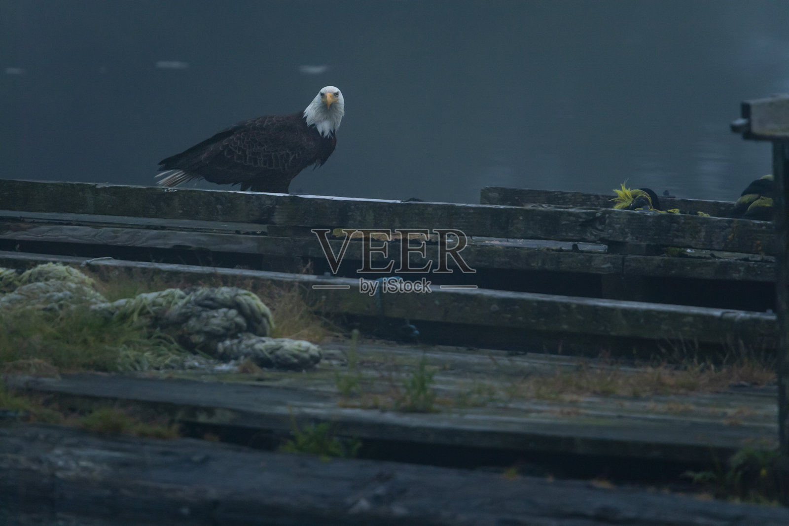 一只秃鹰（Haliaeetus leucocephalus）栖息在加拿大温哥华岛的一个码头上照片摄影图片