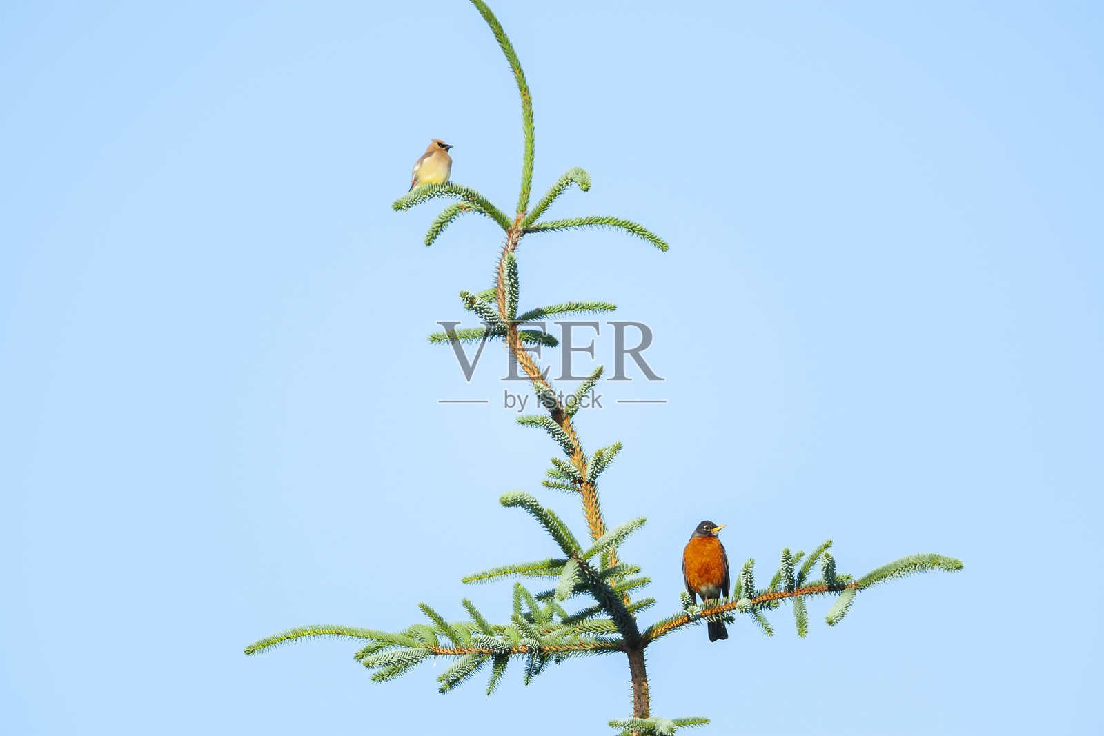 美国知更鸟（Turdus migratorius）和太平鸟（Bombycilla cedrorum）栖息在加拿大温哥华岛的针叶树上。照片摄影图片