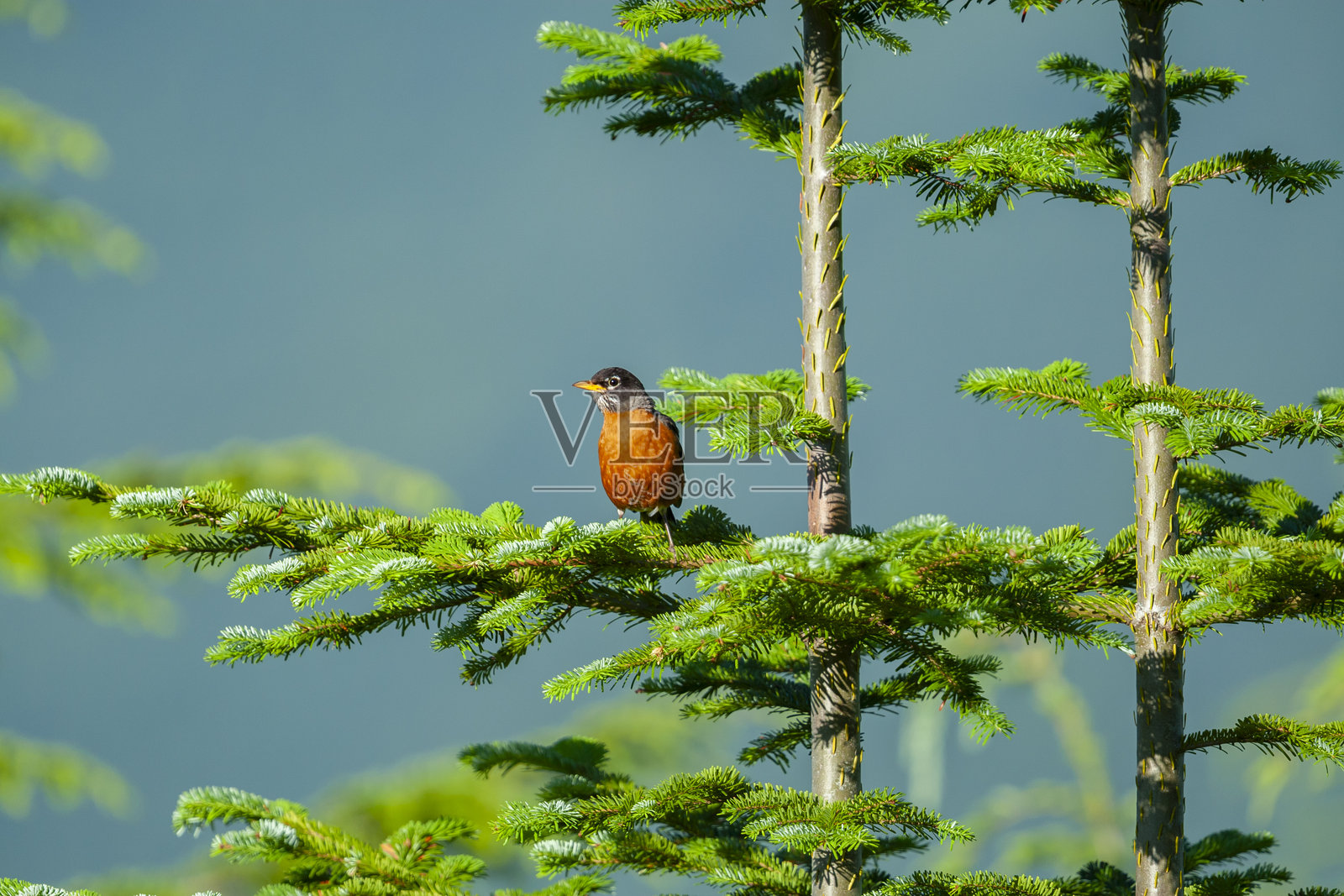 美洲知更鸟（Turdus migratorius），加拿大温哥华岛照片摄影图片