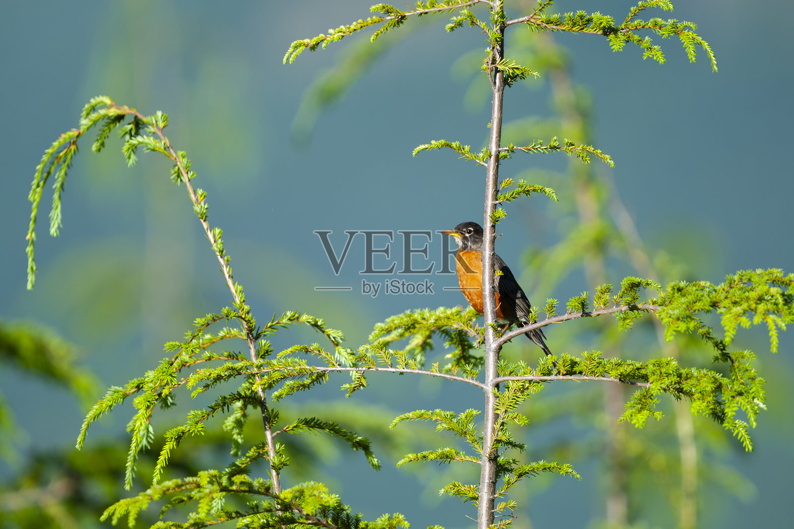 美洲知更鸟（Turdus migratorius），加拿大温哥华岛照片摄影图片