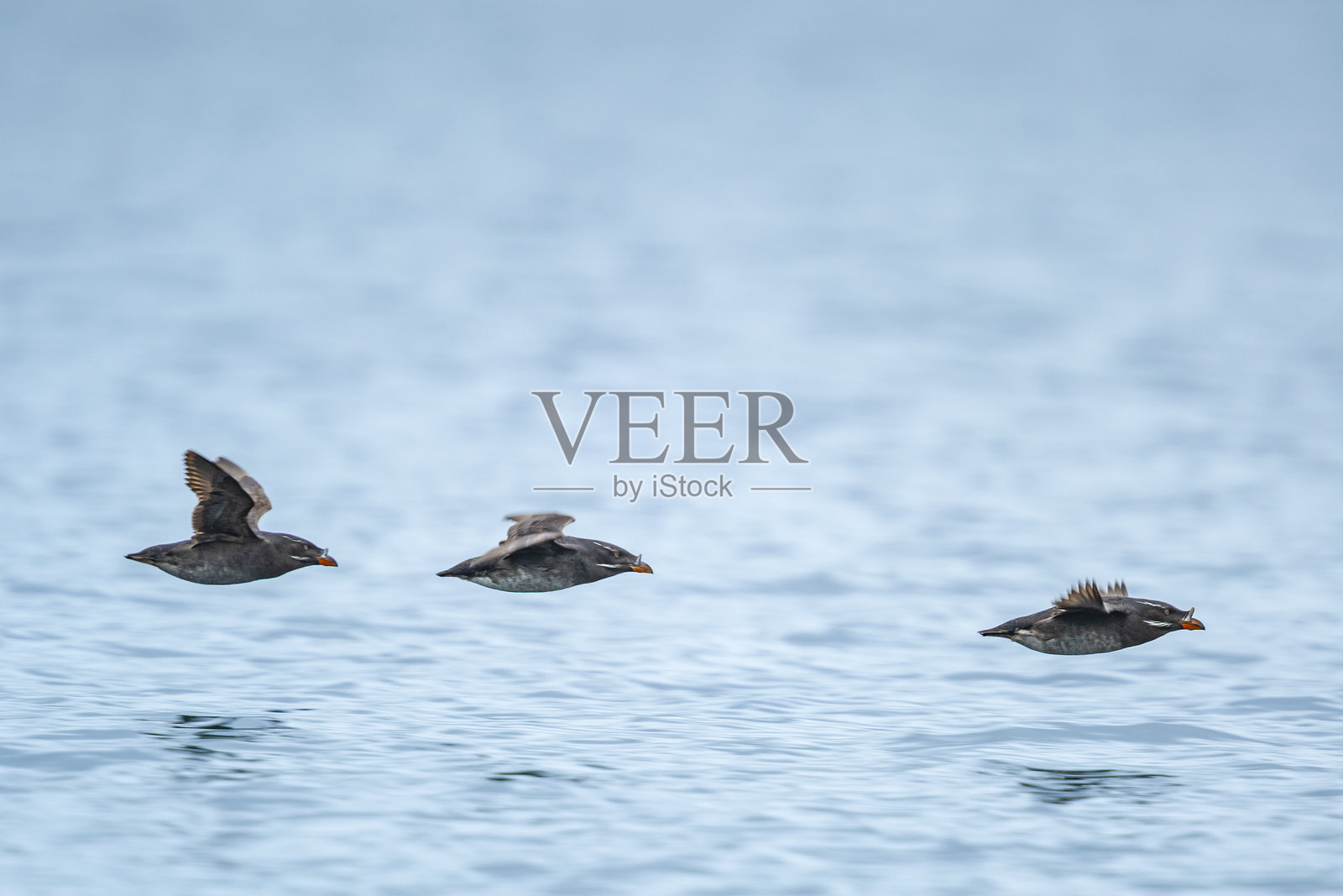 加拿大约翰斯通海峡飞行的独角海鹦（Cerorhinca monocerata）照片摄影图片