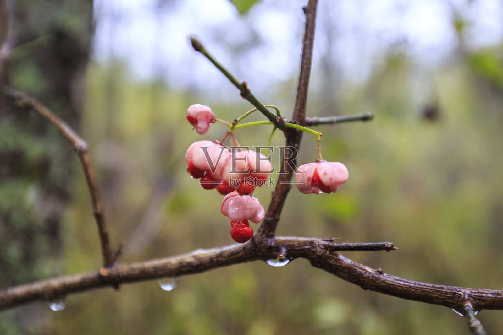 雨滴宝石：迷雾林中闪耀的欧洲假李子浆果照片摄影图片