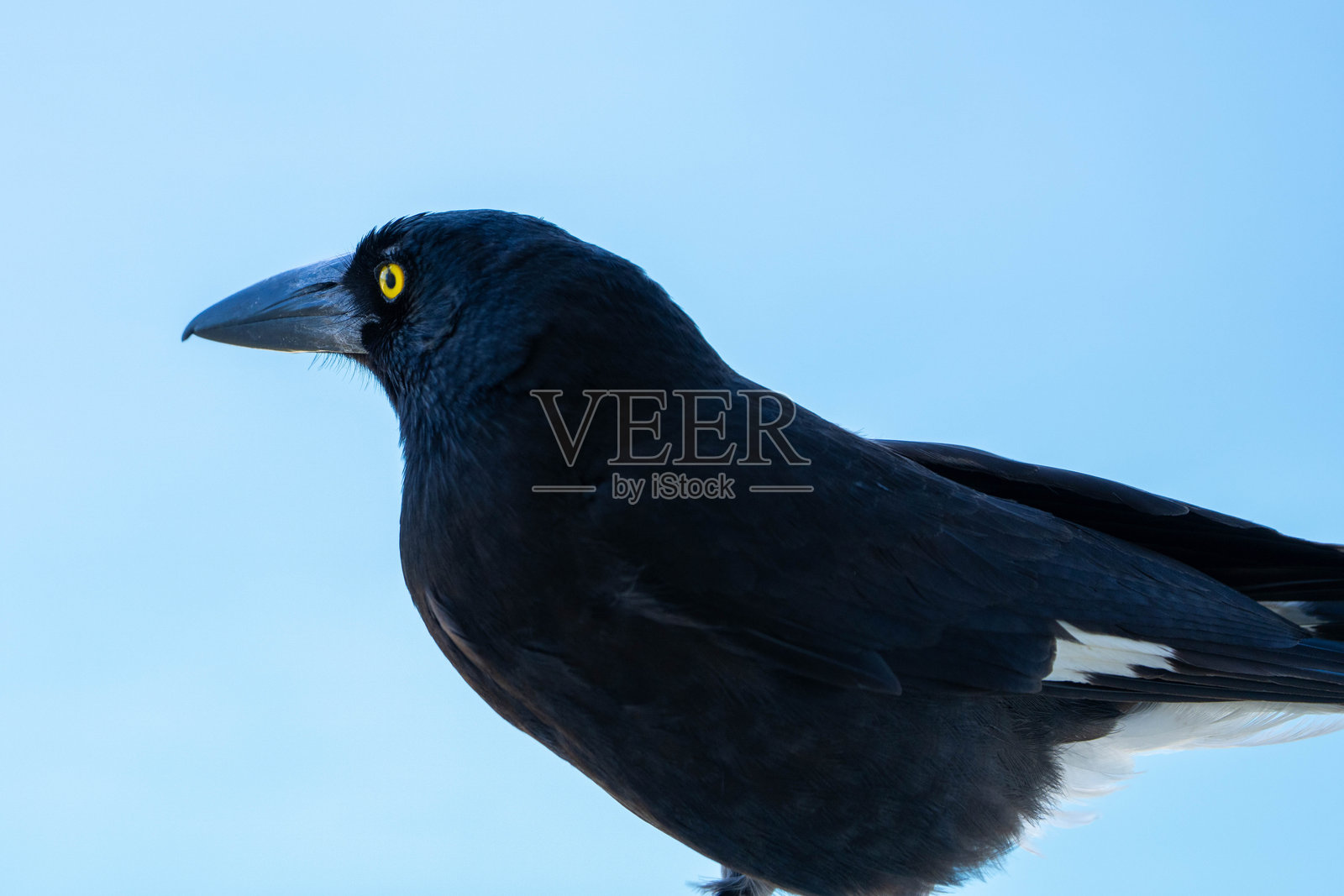 一只顽皮的currawong鸟在色彩缤纷的海滩背景下，摆姿势供相机拍摄。照片摄影图片
