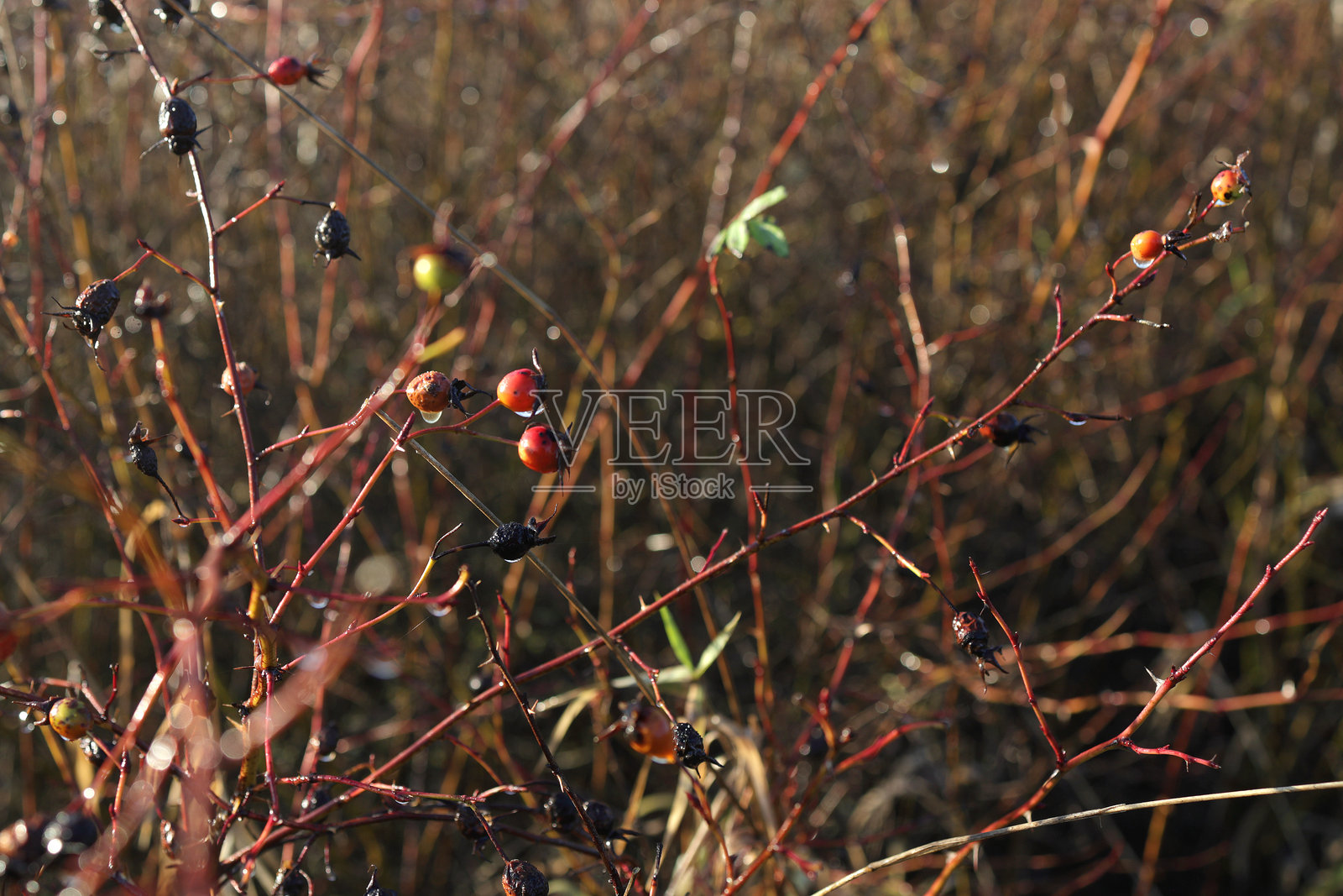 加拿大西部冬季的蔷薇果照片摄影图片