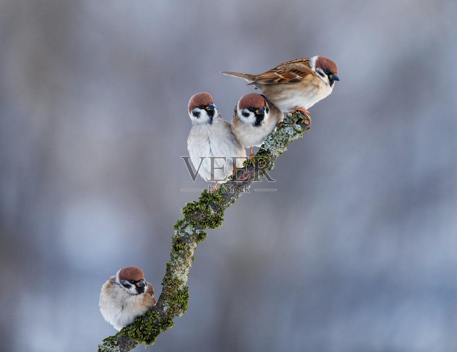 一群麻雀在冬季公园的树枝上栖息照片摄影图片