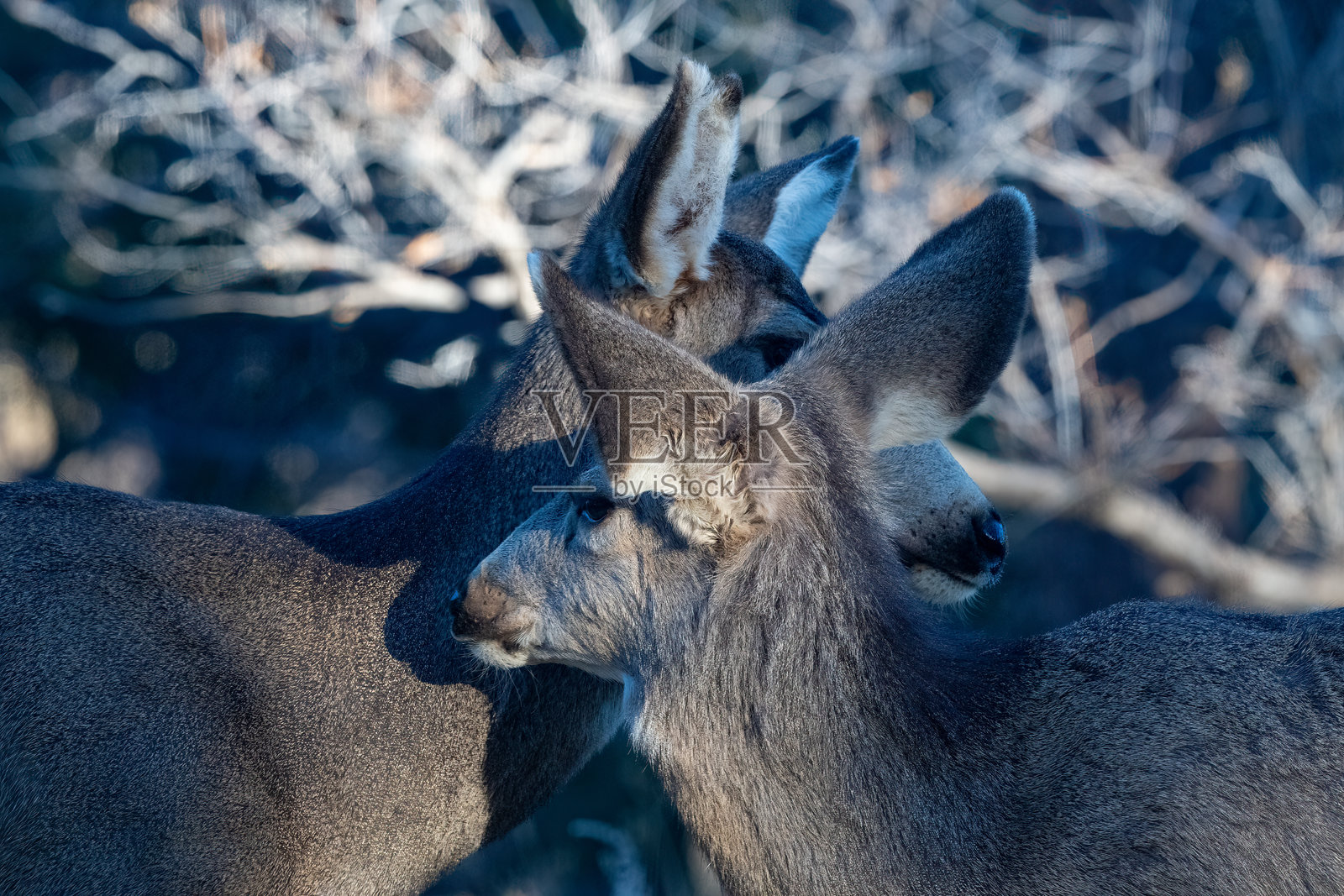 科罗拉多州科泉市，母骡鹿和一岁的雌鹿紧密地站在一起。照片摄影图片
