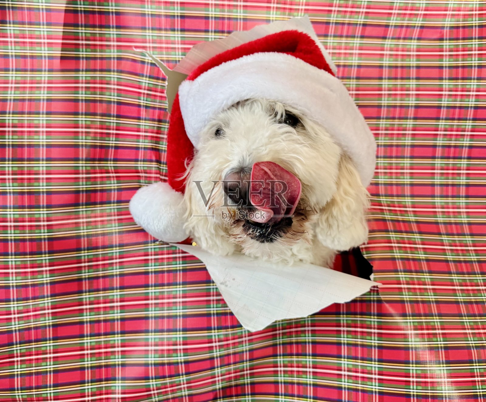 金毛贵宾犬戴着圣诞帽撕扯包装纸照片摄影图片