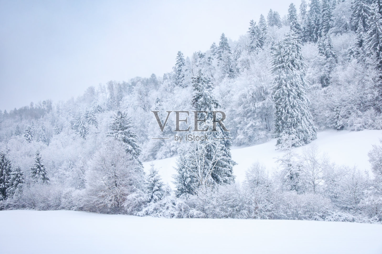 瑞士斯塔尔迪孔的冬季仙境，苏黎世附近风景如画的雪林照片摄影图片