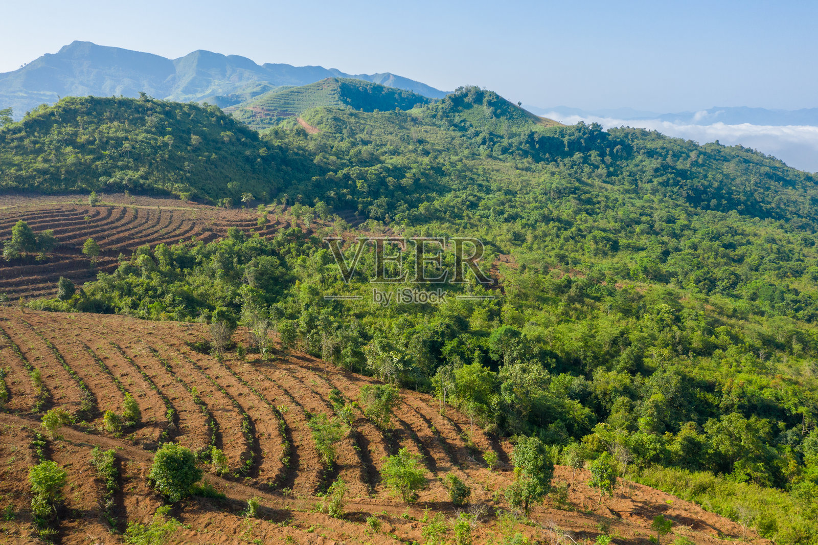 梯田山坡与绿色森林，奠边照片摄影图片