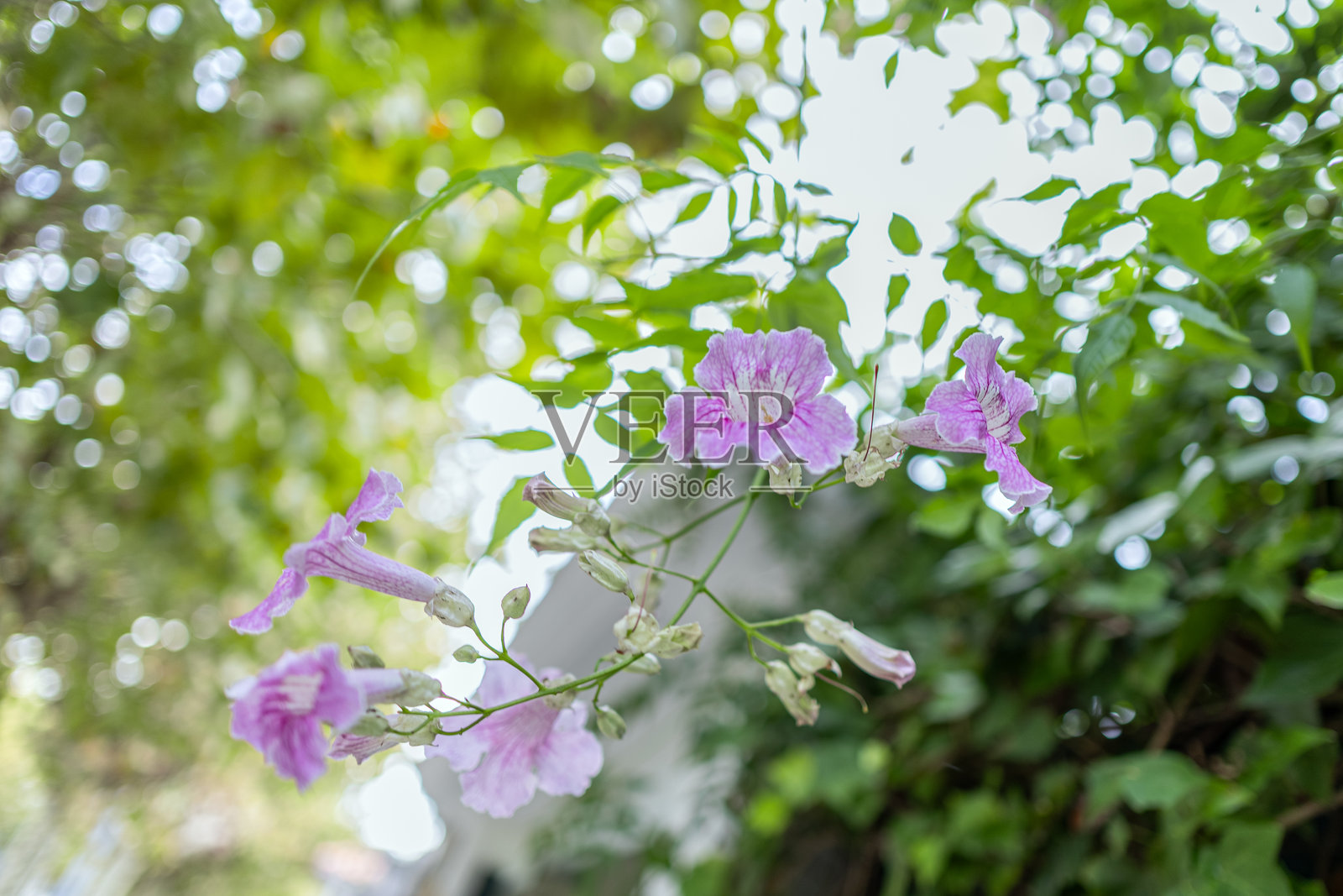 粉色凌霄花（Podranea ricasoliana）照片摄影图片