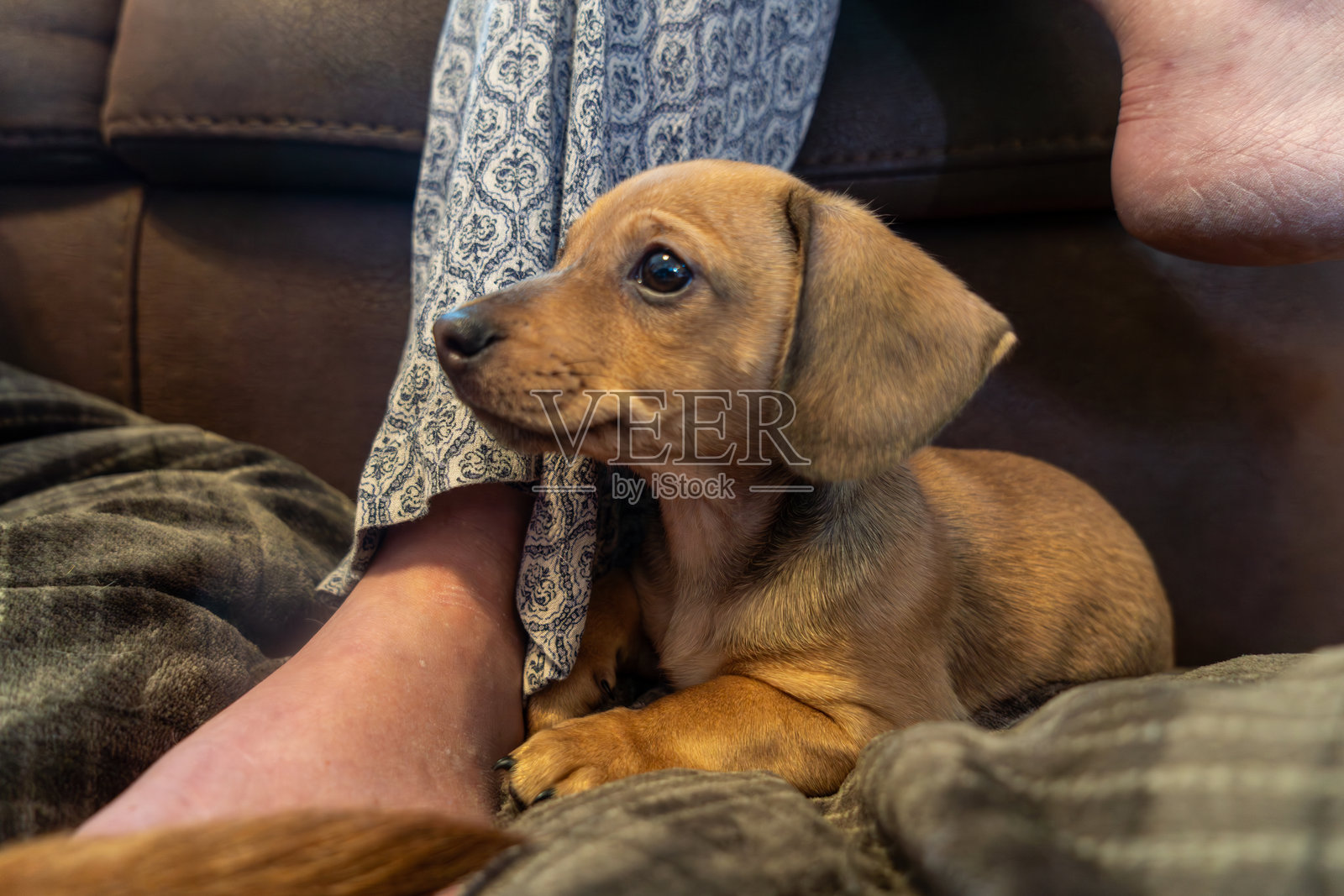 舒适区。腊肠犬依偎在人的腿边。照片摄影图片