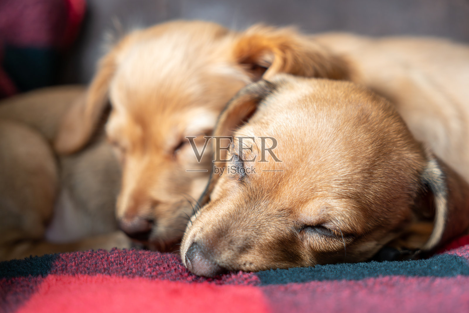 兄弟姐妹安睡，柔软的毯子是他们的庇护所。照片摄影图片