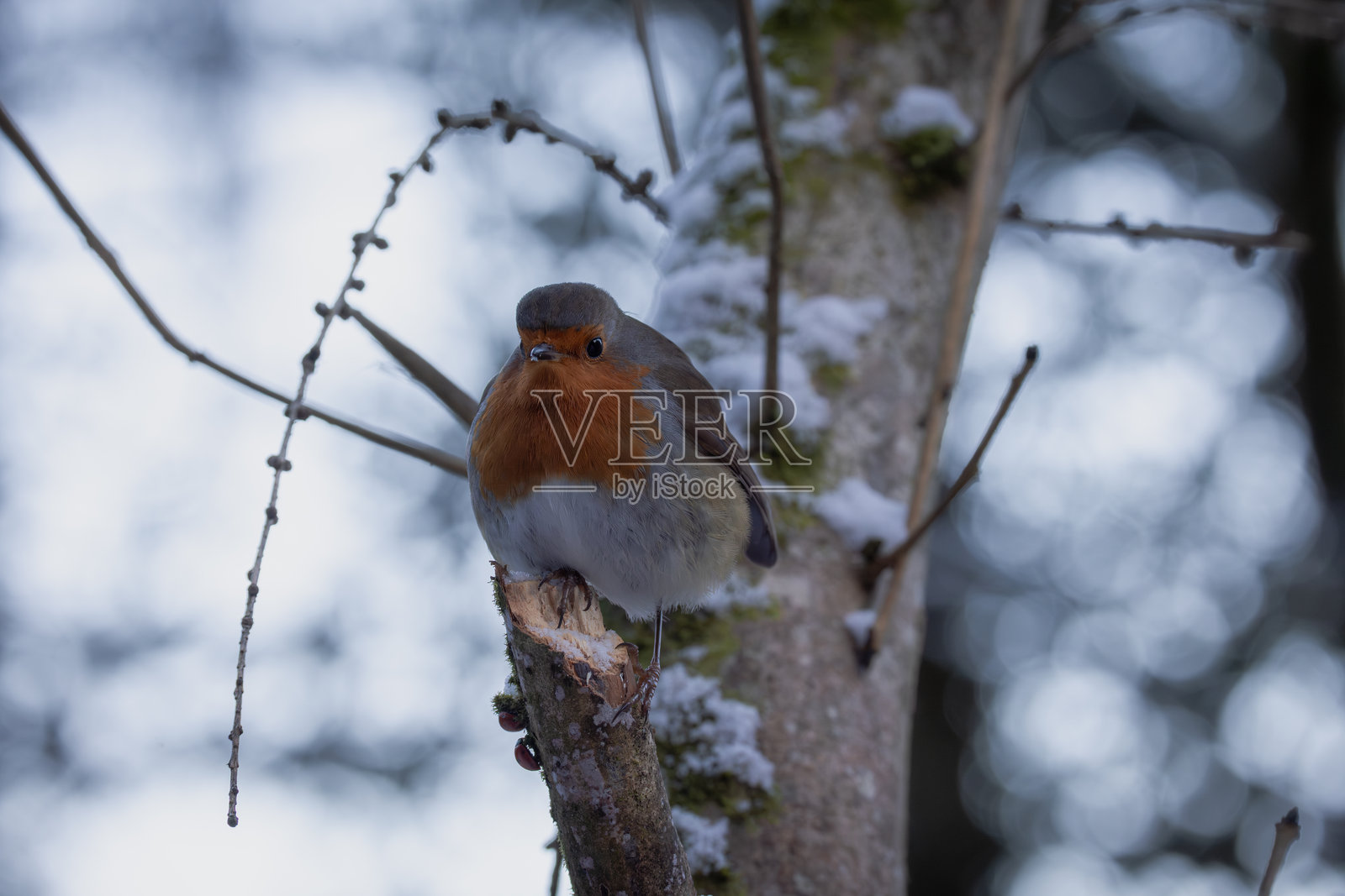 冬季的知更鸟照片摄影图片