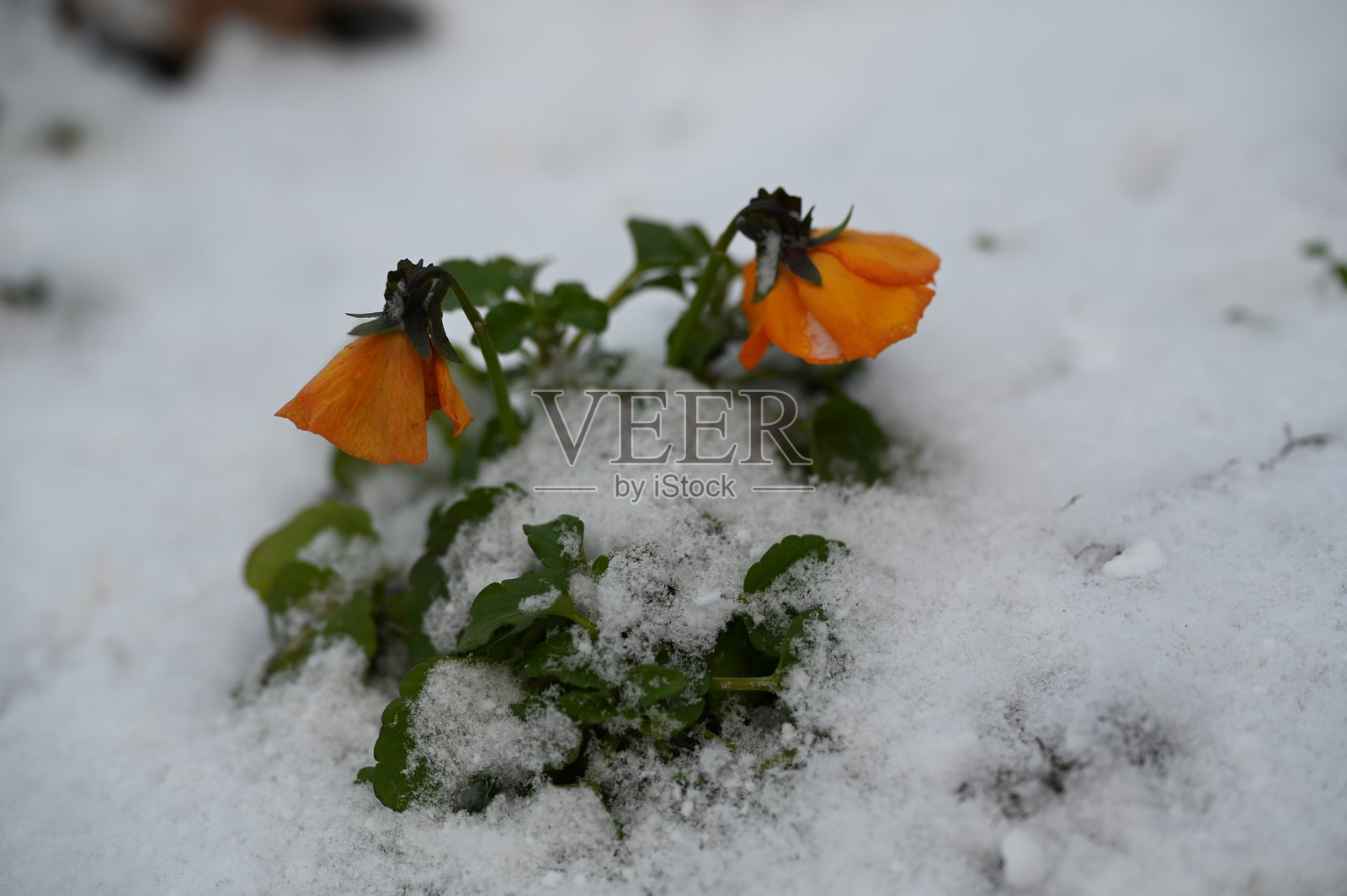 一朵橙色孤花在雪中绽放，象征着坚韧和对比照片摄影图片