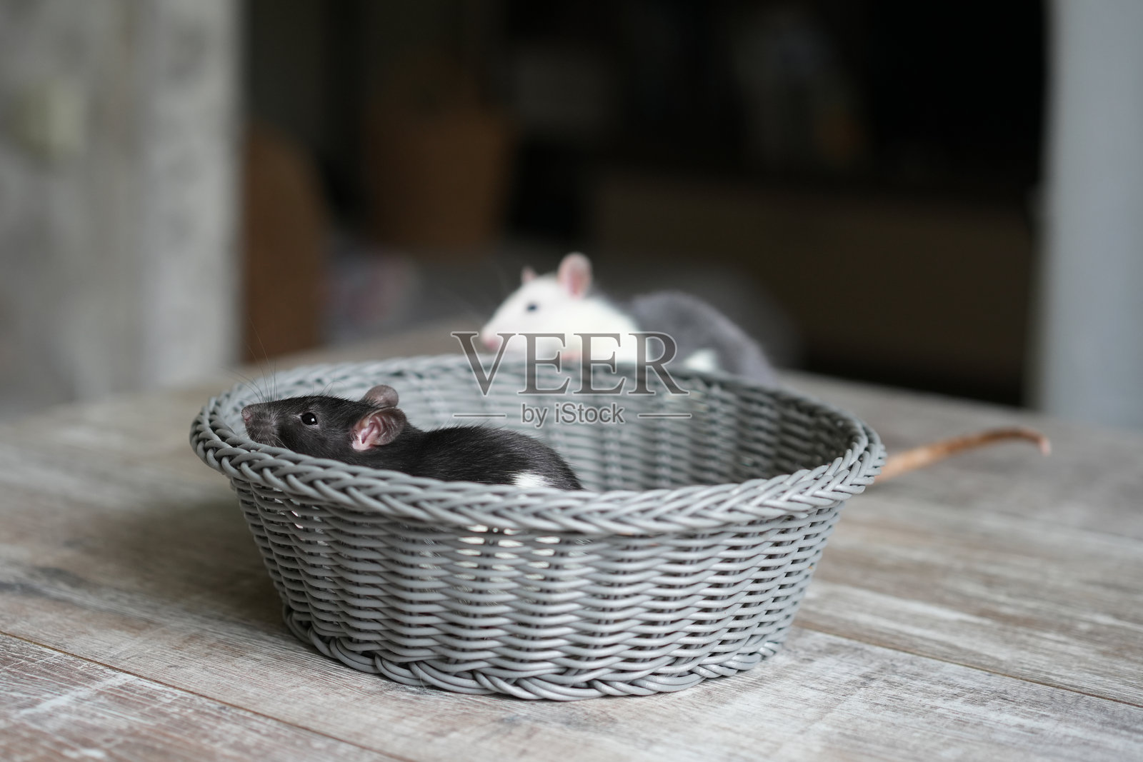 两只可爱的宠物老鼠，一只黑色，一只白色，正在一个乡村木桌上的灰色编织篮子里玩耍探索，展现了它们好奇的天性和玩耍的态度照片摄影图片