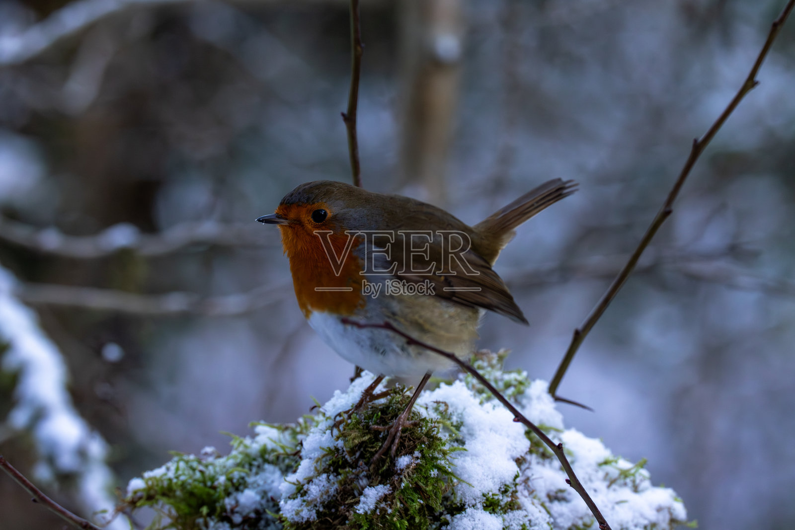 冬天的知更鸟照片摄影图片