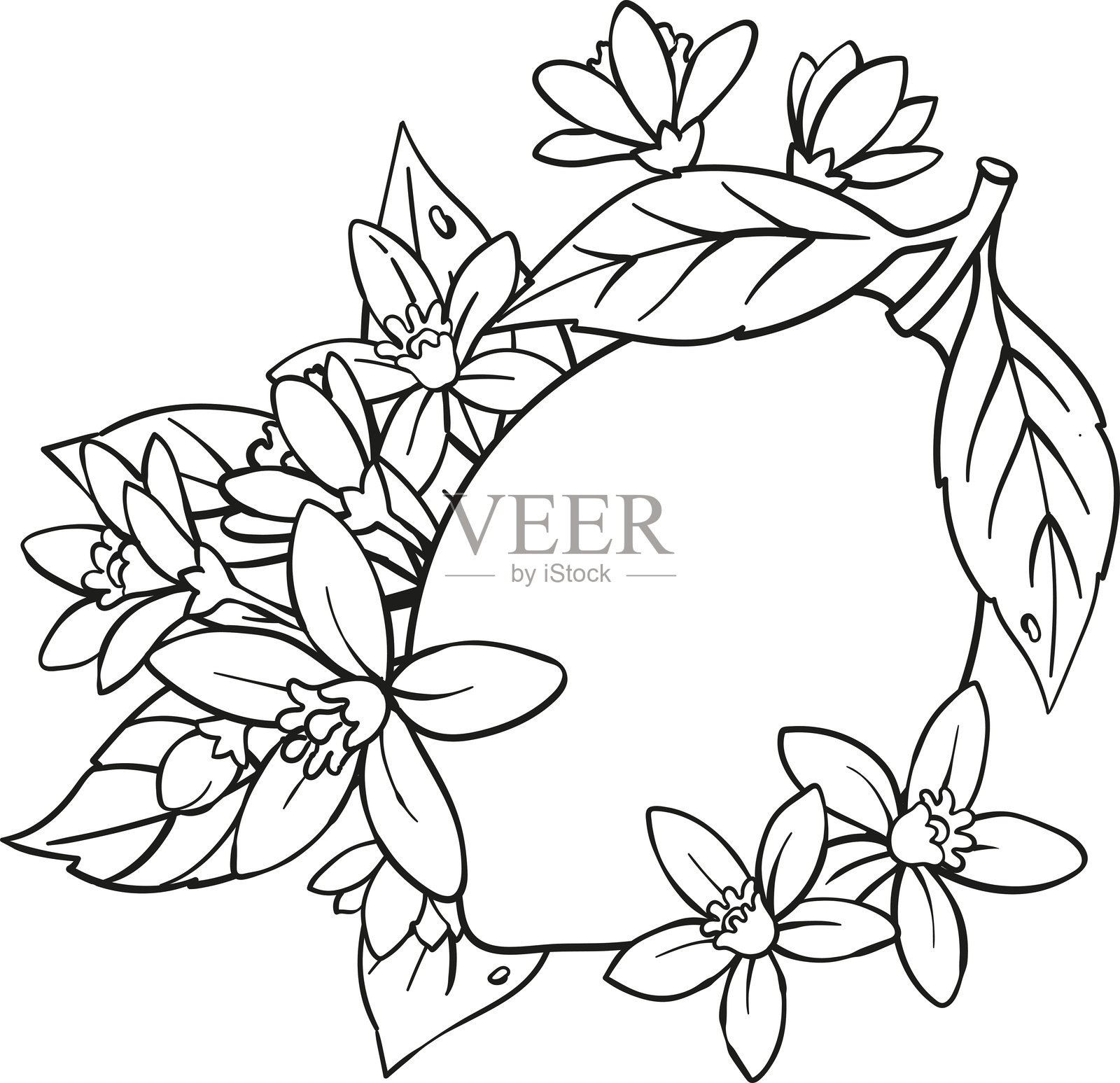 黑白线条艺术，带有柠檬和柑橘花插画图片素材