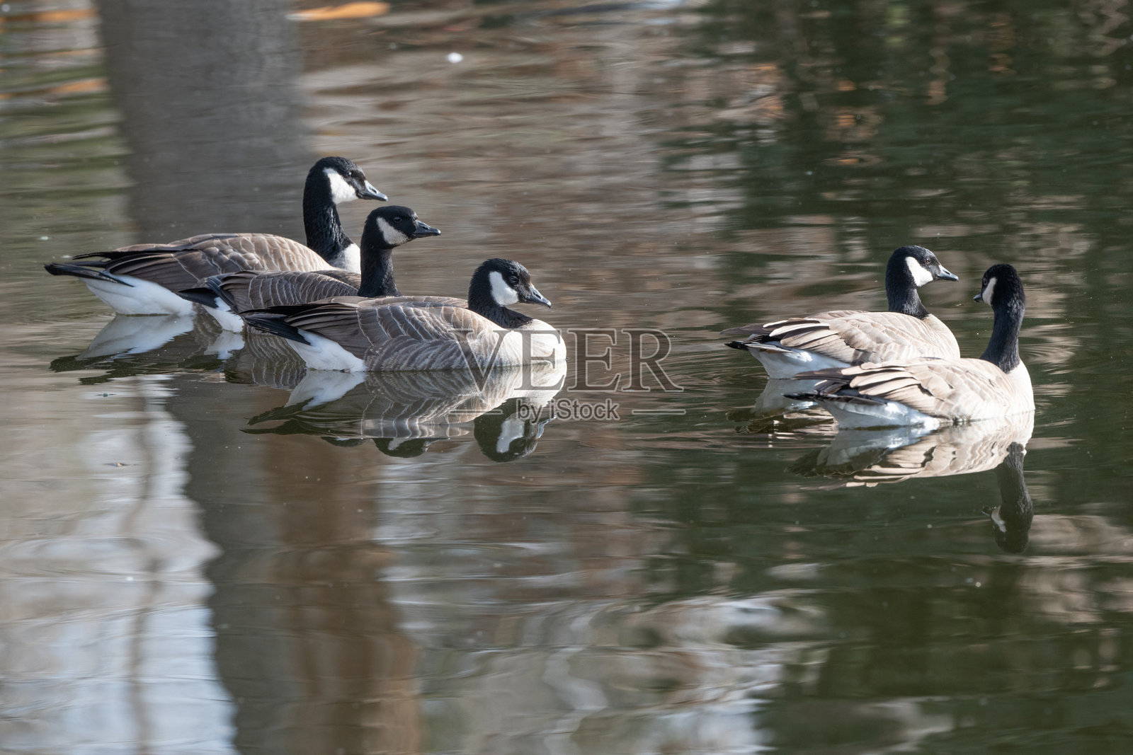加拿大雁在科罗拉多州中部的一个小湖里游泳照片摄影图片