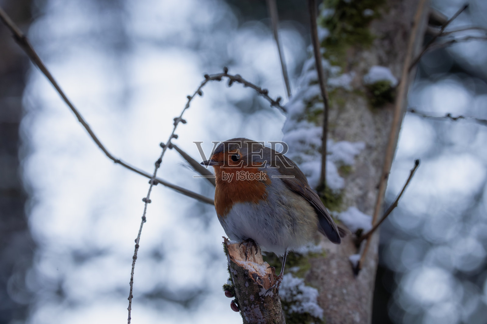 冬天的知更鸟照片摄影图片